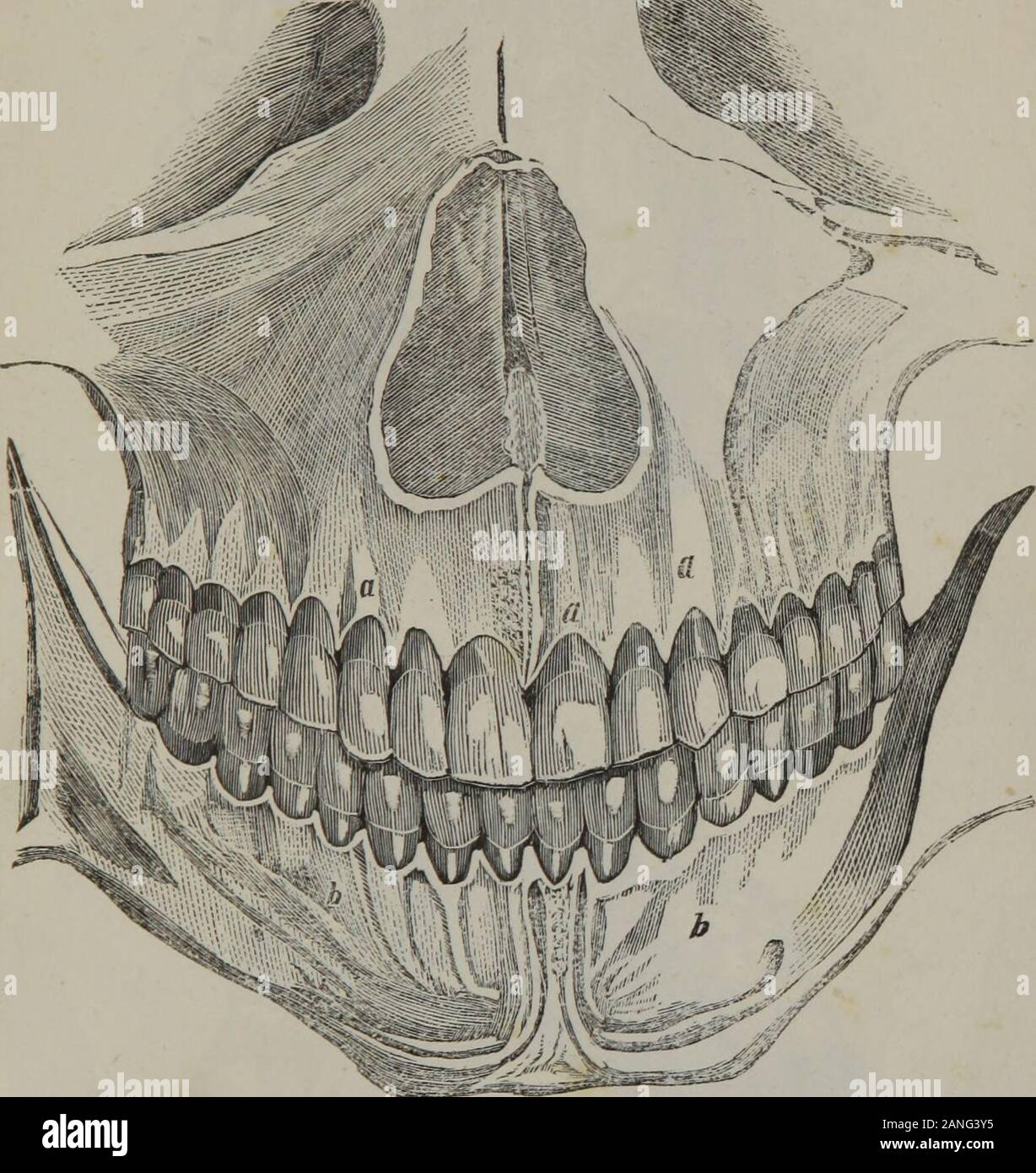 Die kompletten Werke von John Hunter, F.R.S. Platten, die Jäger auf die Zähne. 113 Abb. 2. Platte I.. 12 PLATTEN ZU HUNTER AUF DIE ZÄHNE. 1. Platte II. 115 Stockfoto