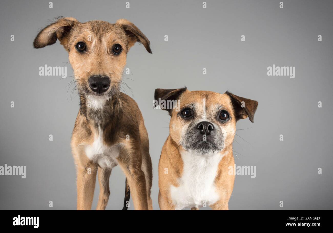 Pug-Jack Russell Terrier Cross (8 Jahre) und ein Lurcher Welpe (Großbritannien) Stockfoto