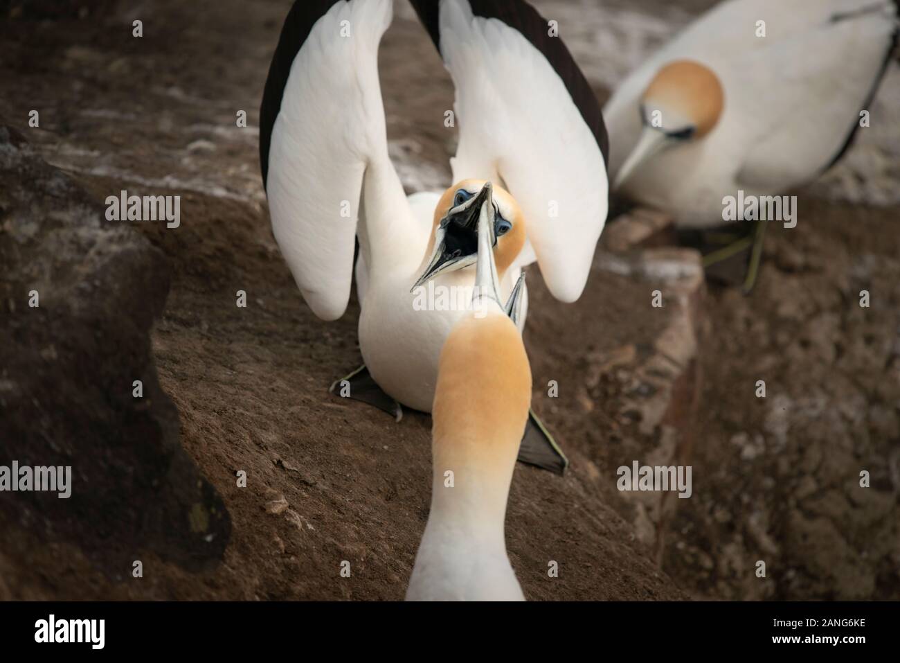 Basstölpel am Muriwai gannet Kolonie kämpfen Stockfoto