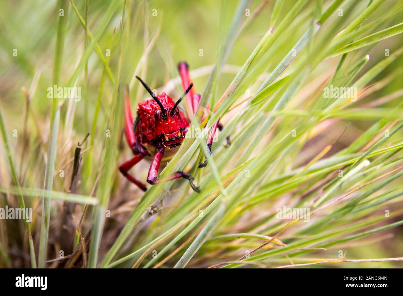 Nahaufnahme der Kopf einer gaudy Grasshopper (Phymateus morbillosus; Familie: Pyrgomorphidae) farbig in Rot und Gelb, im Gras sitzen, Drakensbe Stockfoto