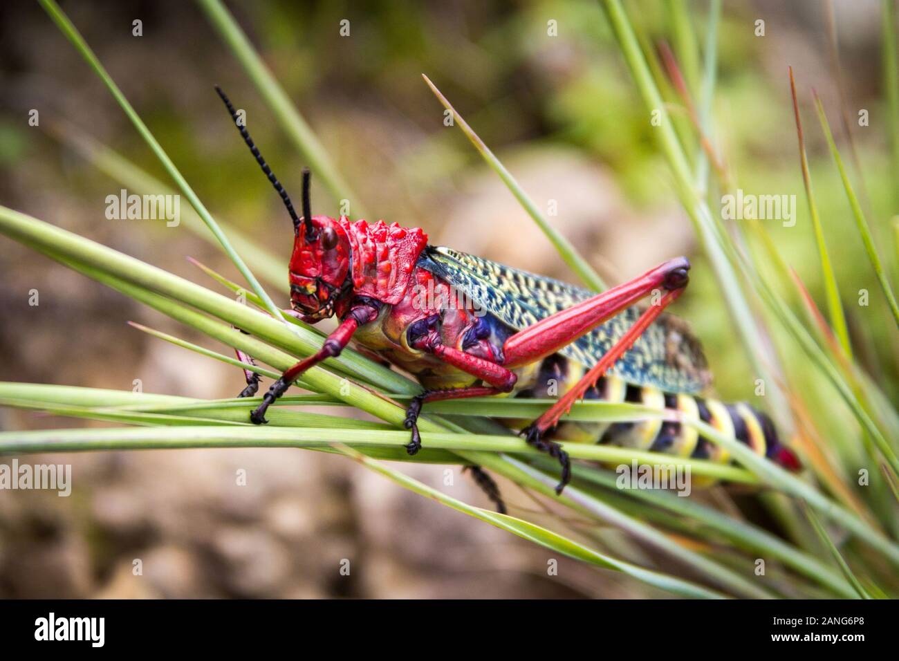 Nahaufnahme eines gaudy Grasshopper (Phymateus morbillosus; Familie: Pyrgomorphidae) farbig in Rot und Gelb, sitzend auf einigen Grashalmen, Drakensbe Stockfoto