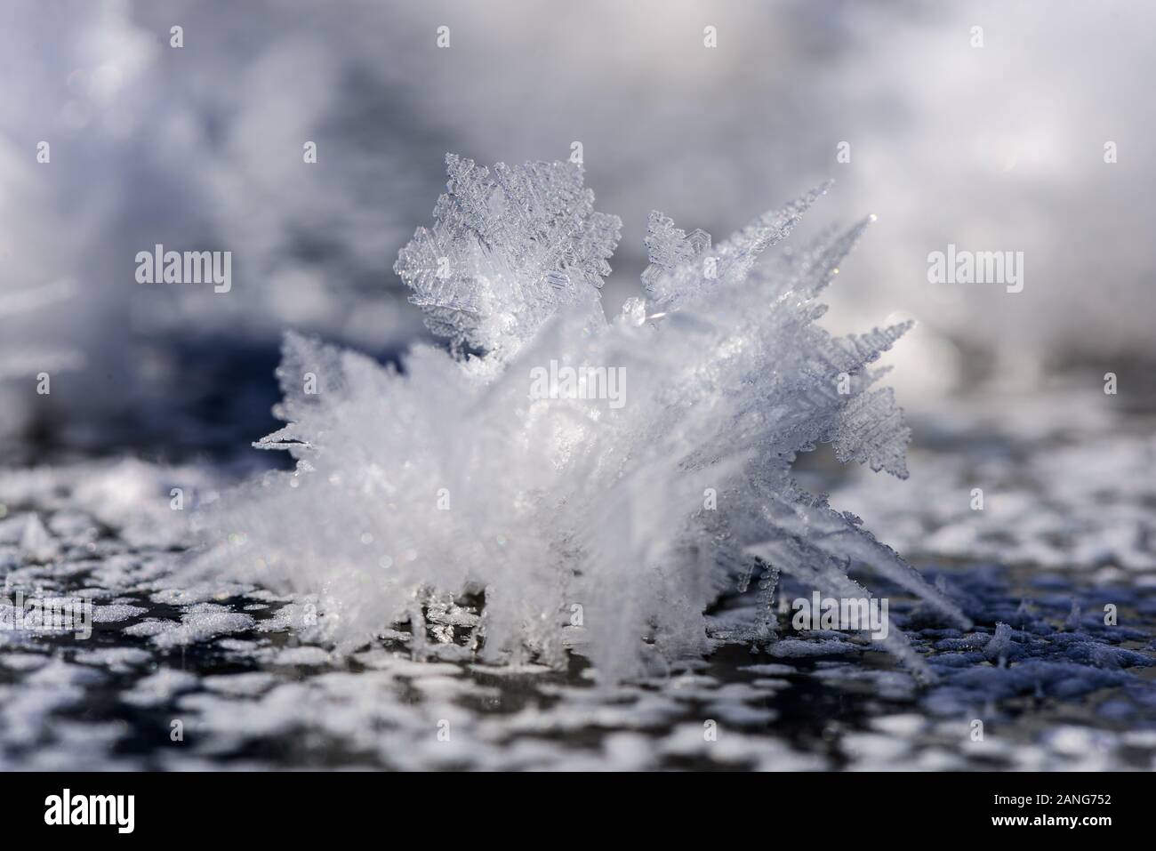 Echte gefrorene Eiskristalle in blauem, winterlichem Hintergrund. Nahaufnahme von Eiskristallen, die im Winter gefroren wurden. Stockfoto