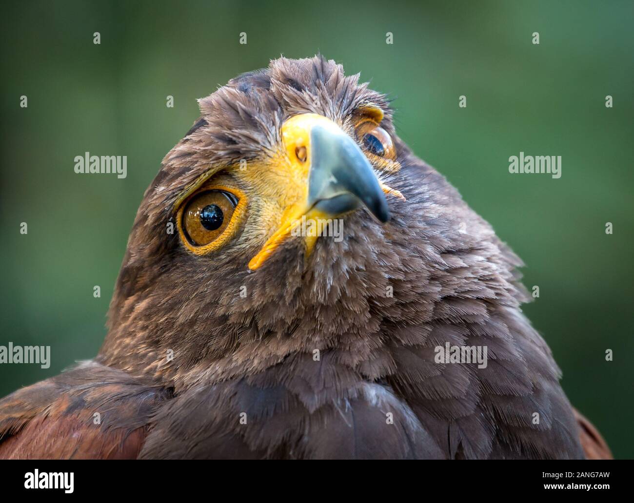 Nahaufnahme eines jungen Goldenen Adlers Stockfoto