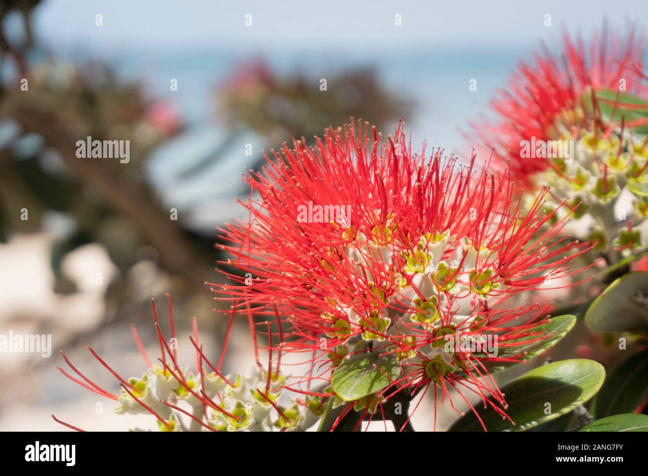 Die pohutukawa Baum, der auch als die Neuseeländische Weihnachtsbaum steht in voller Blüte um Auckland im Sommer Stockfoto