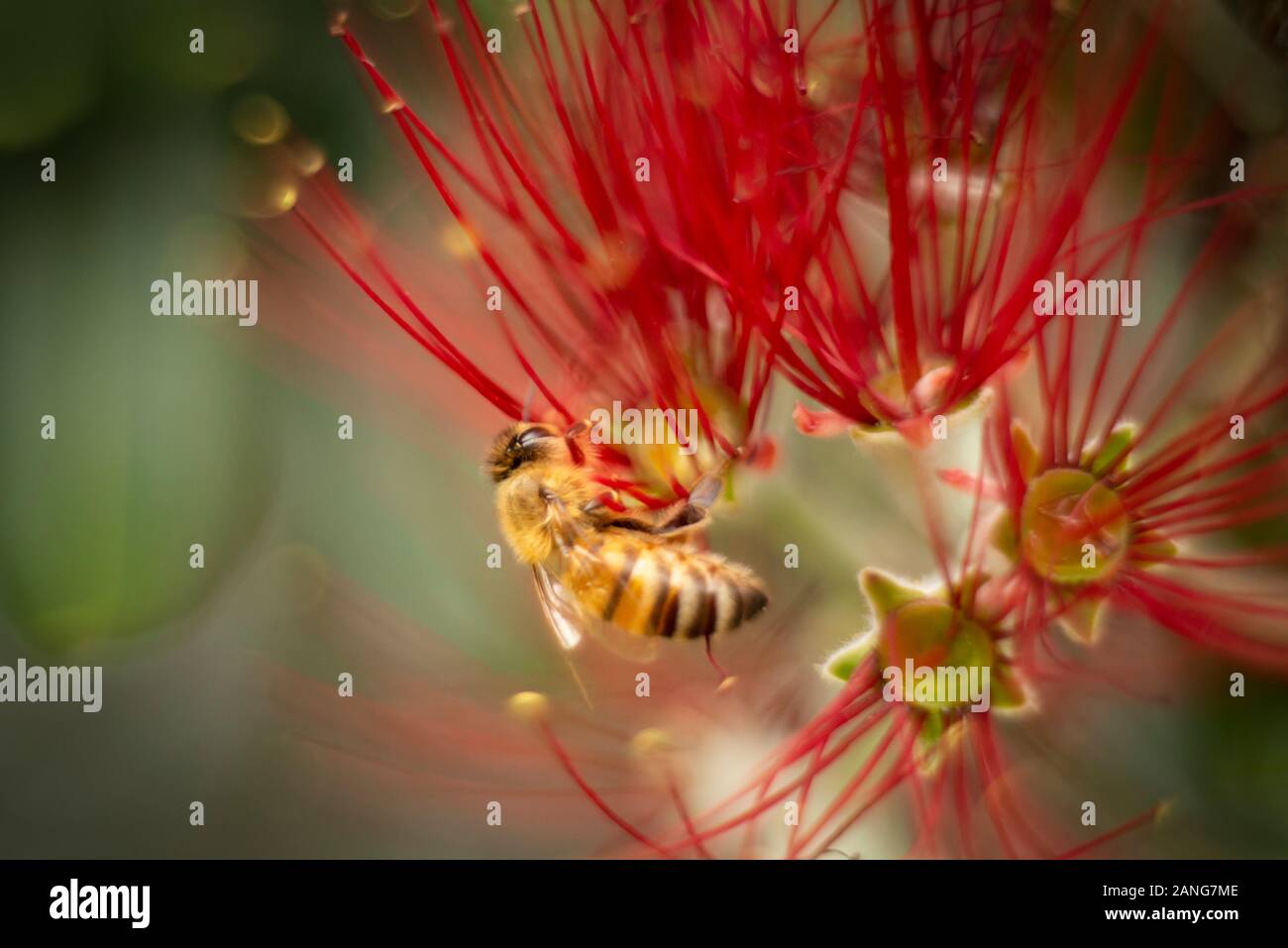 Die pohutukawa Baum, der auch als die Neuseeländische Weihnachtsbaum steht in voller Blüte rund um Auckland und Bienen lieben diese roten Blumen Stockfoto