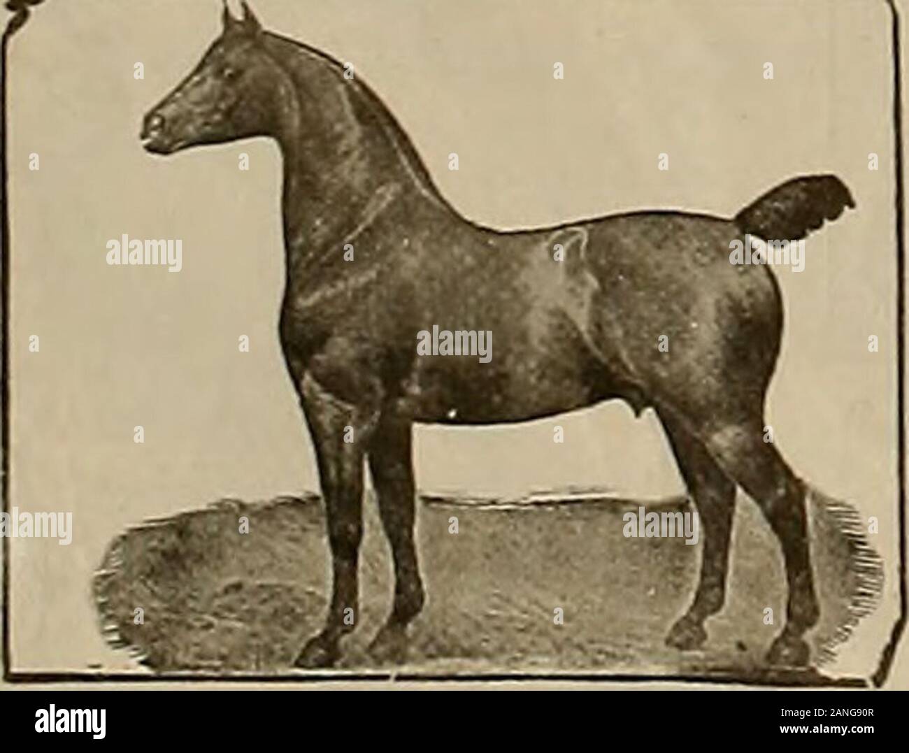 Züchter und Sportler. Ays ätzenden Balsam AlwaysPleases. Wir haben einen sehr guten Verkauf auf GOM-BAULTS ÄTZENDEN BALSAM und havealways gefunden Es wird alles tun, Sie claimfor. Es ist immer in ourstables gefunden. LARSON DROGE CO., Phoenix, Ariz. Ätzende Balsam immer gefällt. Bitte senden Sie mir Ihre Bilder von fa-mous Pferde senden. Ich habe einen guten Verkauf onGOMBAULTS ätzenden Balsam in casesof andnever zögern, es zu bändigen, Sweeny, Spat zu empfehlen, usw. Es al-möglichkeiten gefällt. A.-W. DAVIS, Versmold, Ariz verkauft Viele ätzende Balsam. Bitte senden Sie Bilder von famoushorses. Ich verkaufe viele GOM-BAULTS ÄTZENDEN BALSAM. J. McINTO Stockfoto