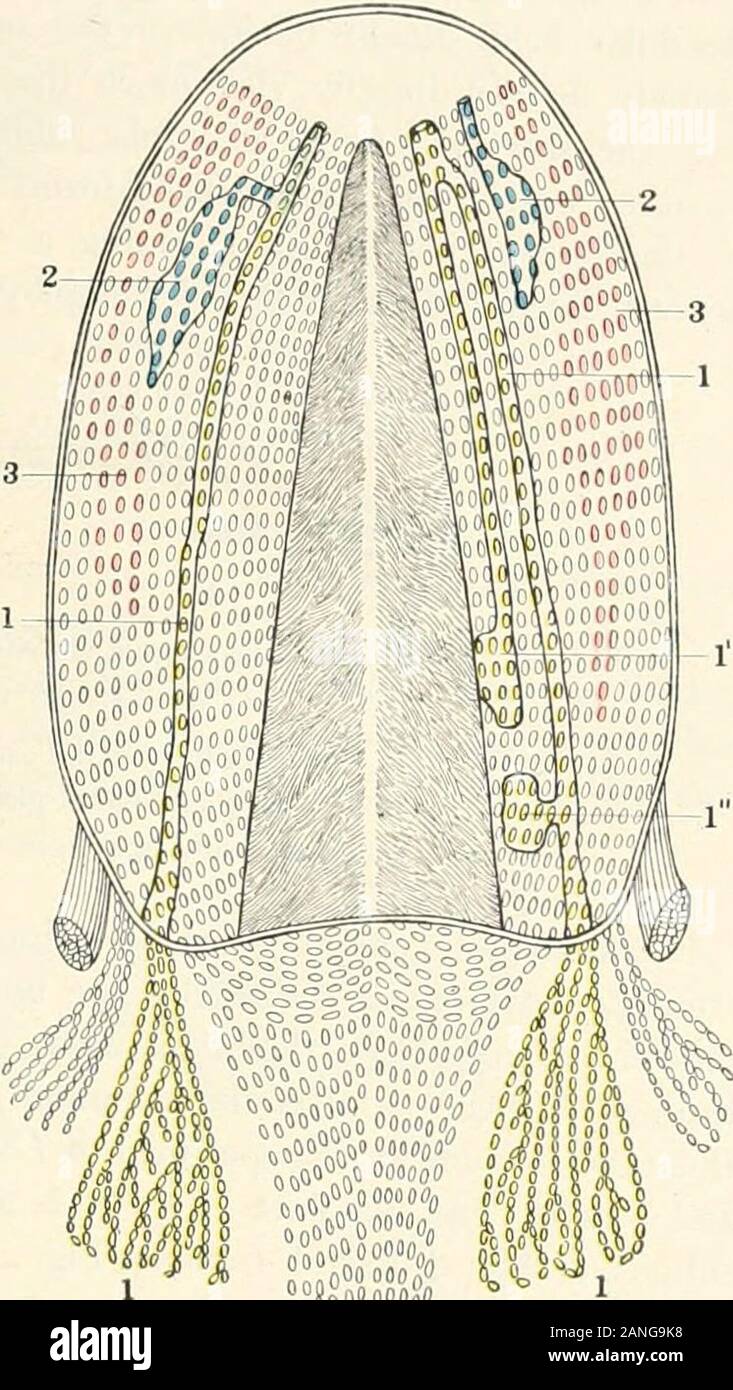 Beiträge zur Anatomie und Entwicklung der Speicheldrüsen in der MAMMALIA. s (Abb. 5, Teil III, Schema Abb. 17, Teil IV) des kaudalen Elemente sowohl des Primas ALVEOLINGUAL Speichel- bereich 145 größeren und kleineren sublingual Bereiche (2, j) der anderen Formen durch- Entwicklung im Bezirk des Zubehörs submaxillaryglands (/). C. Schließlich gibt es eine relativ kleine Gruppe von Erwachsenen intermandibularsalivary Drüsen, um den kleineren sublingual Gruppe (j) und getrennten Kanälen und dis-tinct jxirafrenular Öffnungen ofboth Main submaxillary (/) und grössere sublingual (2) gl gekennzeichnet Stockfoto