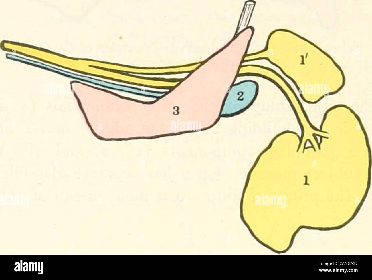 Beiträge zur Anatomie und Entwicklung der Speicheldrüsen in der MAMMALIA. S AA "w&lt; fryo 5 (Teil m. Abb. 5). maxillaris. Diese kleinen glandulären Elemente, unauffällig in der Mehrheit der einzelnen Instanzen, kann in andere erreichen einen greaterdegree der Entwicklung und auch konfluent mit dem lateraldiffuse Feld der weniger subHnguals, in diesem Fall die submaxillary 144 PRIMAS ALVEOLINGUAL Speichel- Bereich an einer Glandulären Furche Anschließen der Rn. Seitliche andmedian Streifen von Primitiven mündliche Drüsen liegt. Wie bereits dargelegt wurde (Seite 126), der Kaudalen Mitglieder o Stockfoto