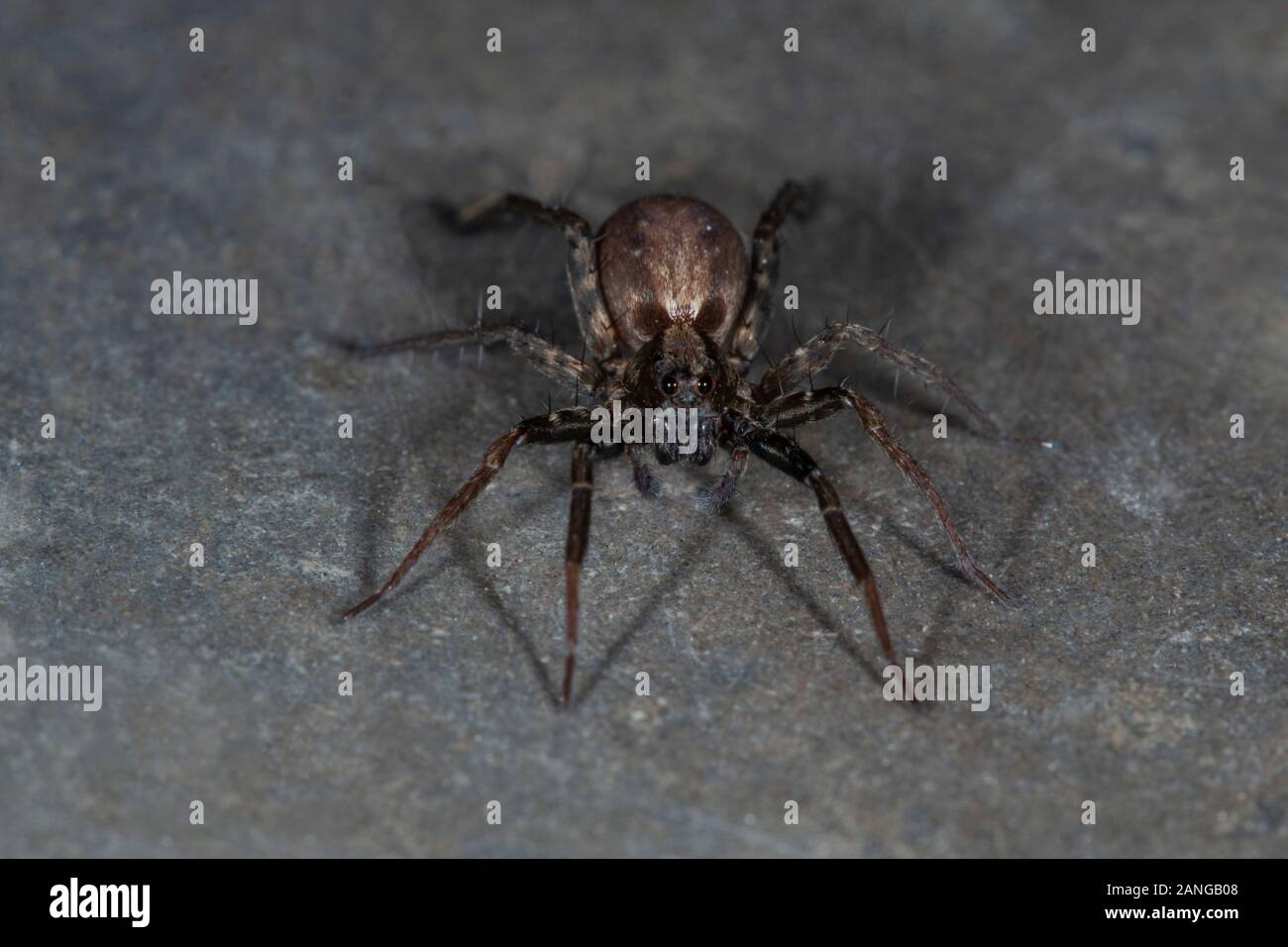 Ein Boden Wohnung spider Form Eaglenest Wildlife Sanctuary, Arunachal Pradesh Stockfoto