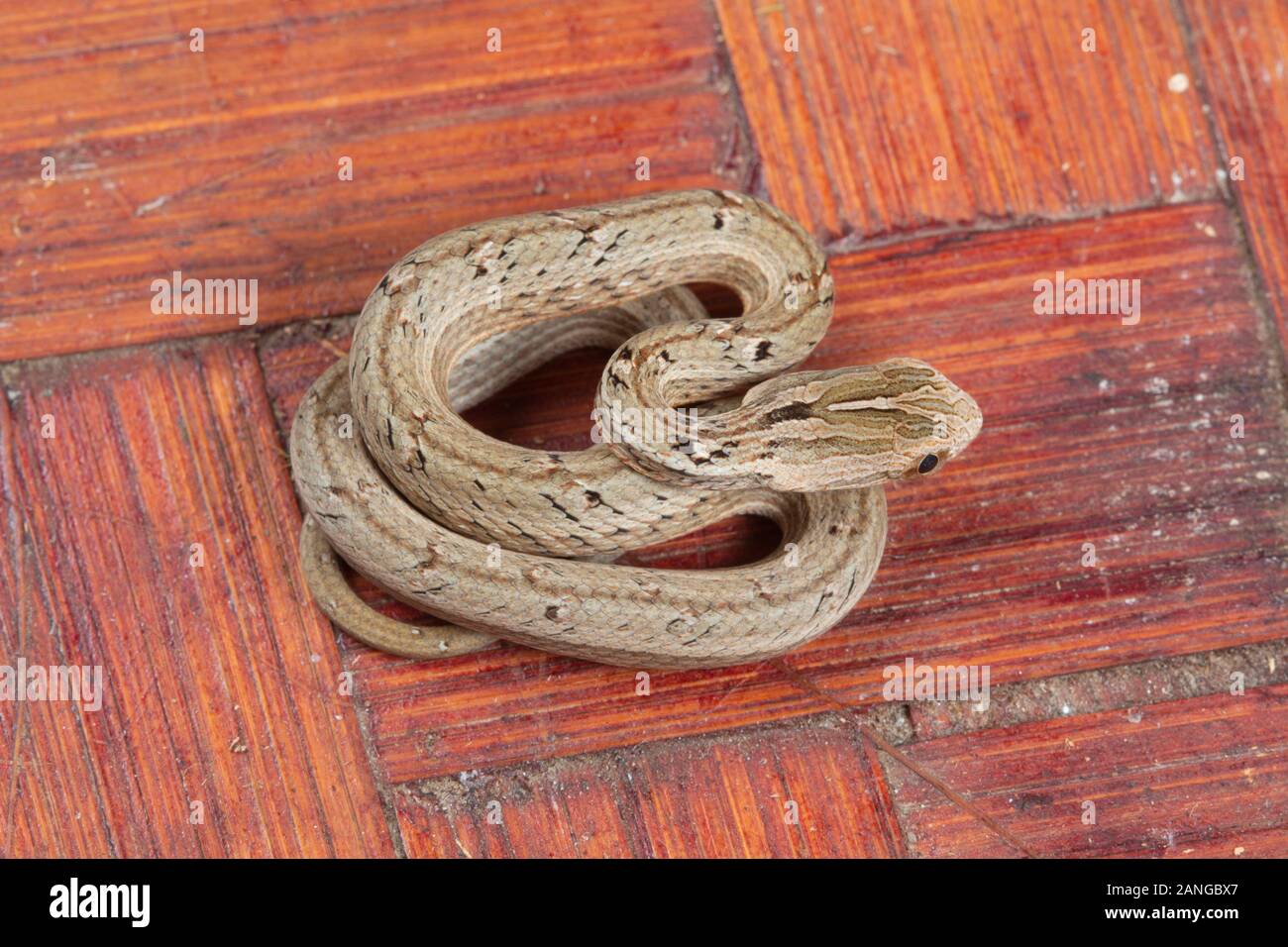 Psammodynastes pulverulentus, die Gemeinsame mock Viper, ist eine Pflanzenart aus der Gattung der Schlange heimisch in Asien. Stockfoto