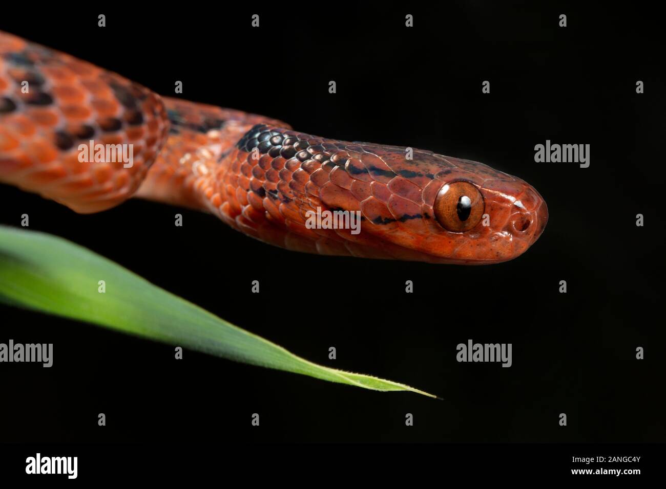 Die gemeinsame slug Schlange, Pareas monticola, ist eine Pflanzenart aus der Gattung der Schlange im Nordosten von Indien gefunden Stockfoto