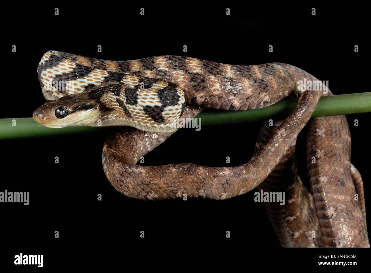 Die graue Katze Schlange, Boiga siamensis, oder Siamesische Katze Schlange ist eine Pflanzenart aus der Gattung der catsnake im Nordosten Indiens gefunden Stockfoto