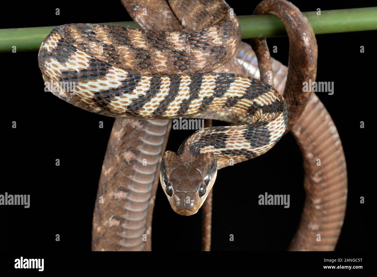 Die graue Katze Schlange, Boiga siamensis, oder Siamesische Katze Schlange ist eine Pflanzenart aus der Gattung der catsnake im Nordosten Indiens gefunden Stockfoto