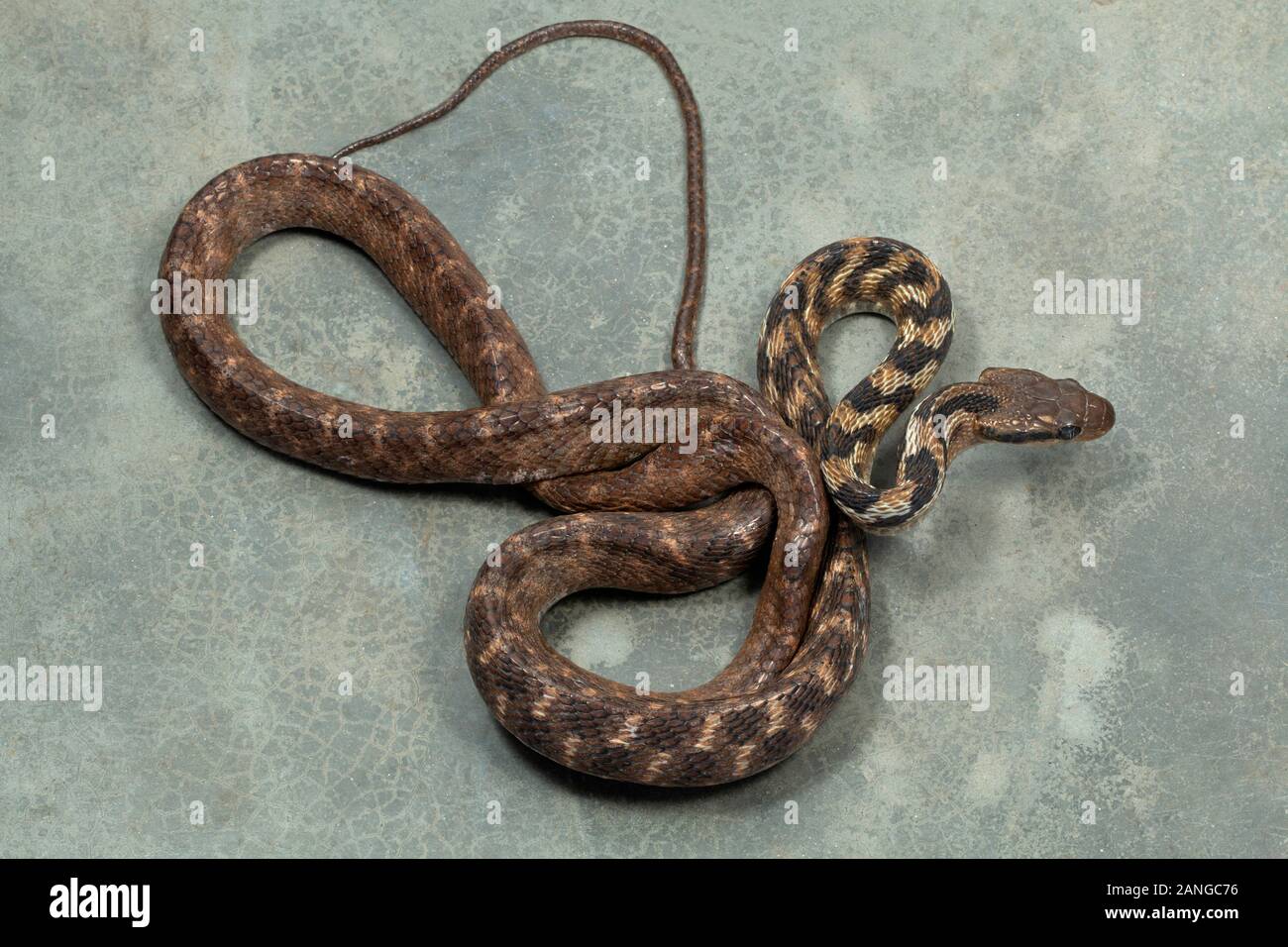 Die graue Katze Schlange, Boiga siamensis, oder Siamesische Katze Schlange ist eine Pflanzenart aus der Gattung der catsnake im Nordosten Indiens gefunden Stockfoto