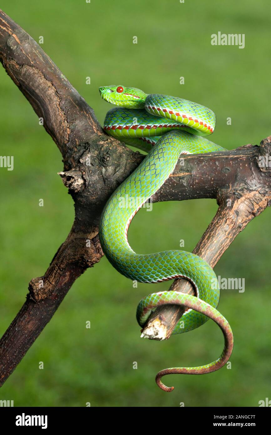 Ein älterer Name popeiorum oder des Papstes pit Viper, giftige native zu den nördlichen und nordöstlichen Teile von Indien Stockfoto