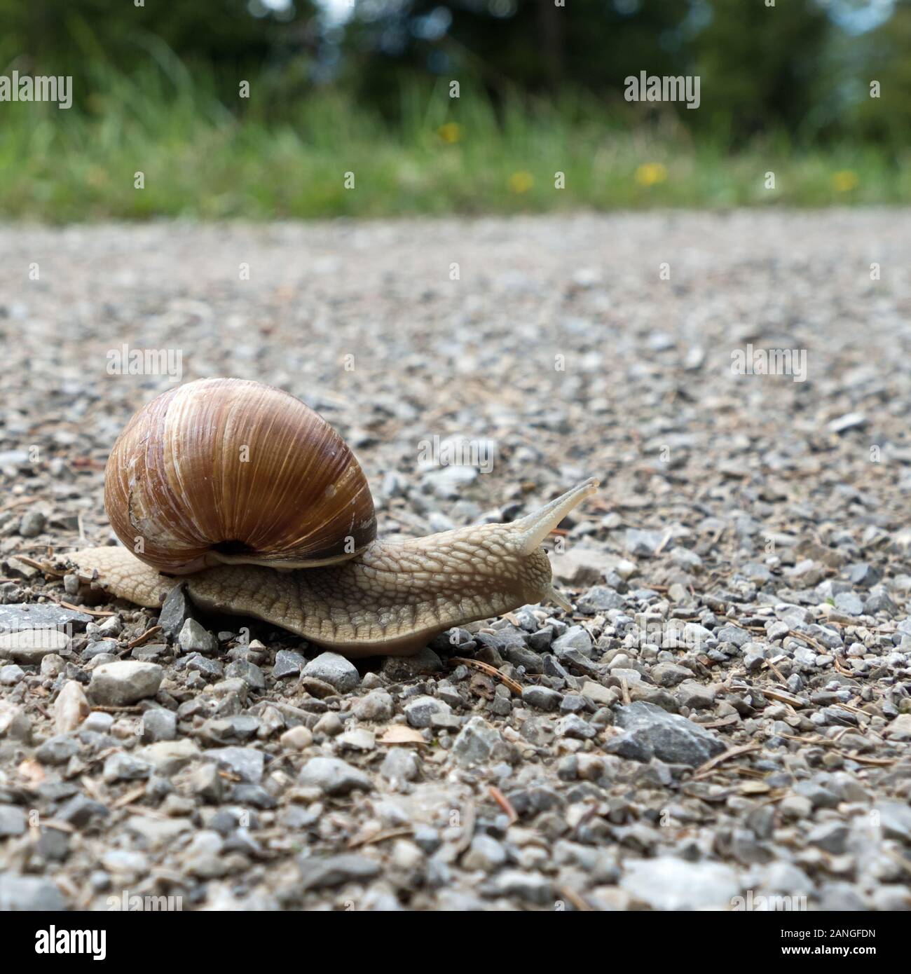 Nahaufnahme einer essbaren Schnecke, Helix pomatia Stockfoto