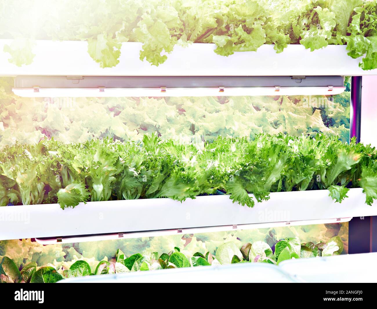 Wachsende Kopfsalat mit künstlichem Licht in Innenräumen Stockfoto