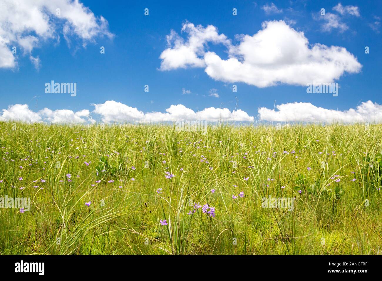 Weite grüne Wiese mit zarten violetten Blüten und einem strahlend blauen Himmel, Sommer Hintergrund Stockfoto