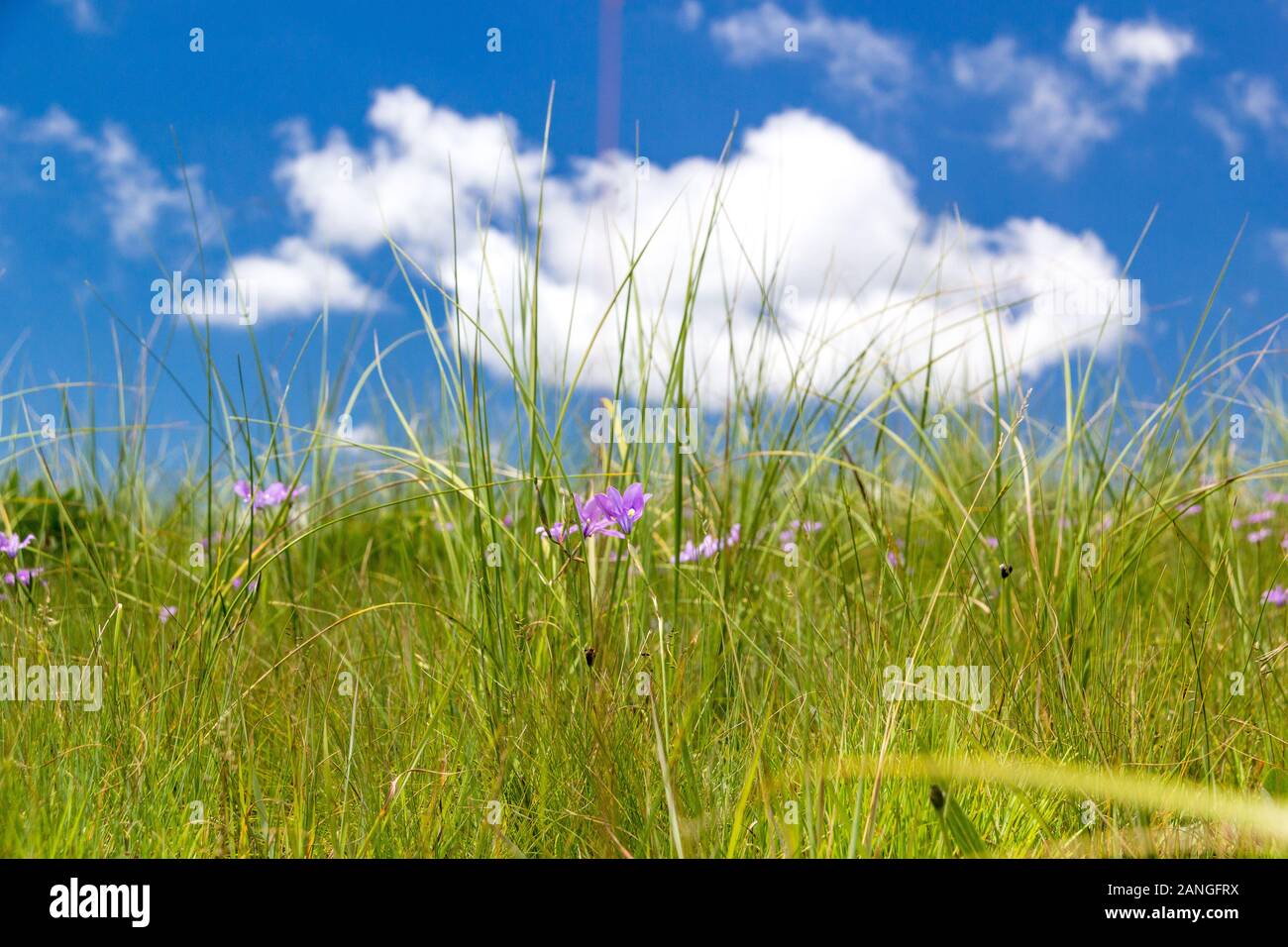 Detail einer frischen und grüne Wiese mit zarten violetten Blüten und einem blauen Himmel im Hintergrund Stockfoto