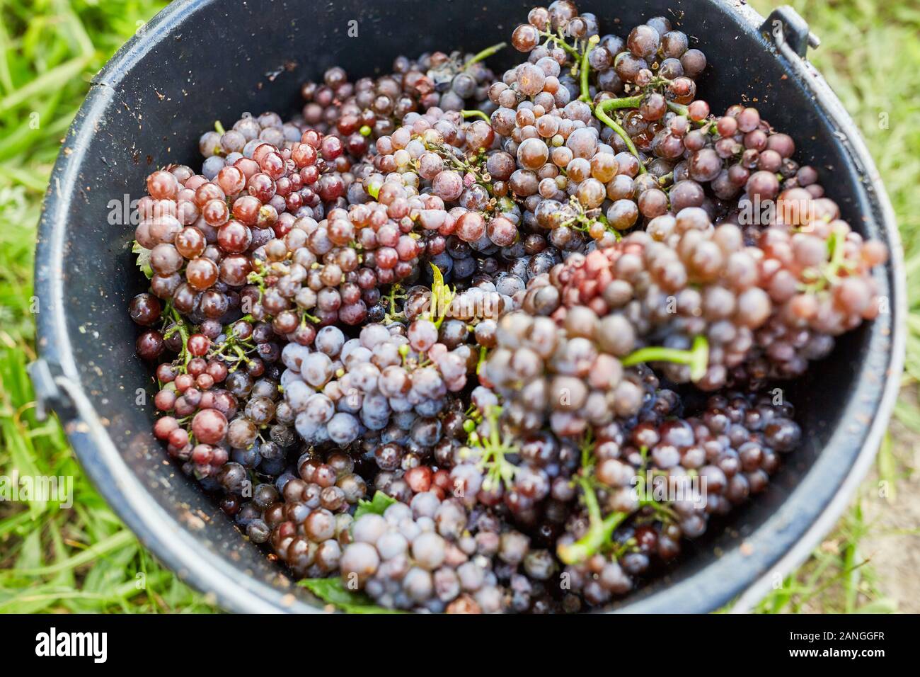 Eimer voller roter Weintrauben bei der Weinlese im Weinberg Stockfotografie  - Alamy