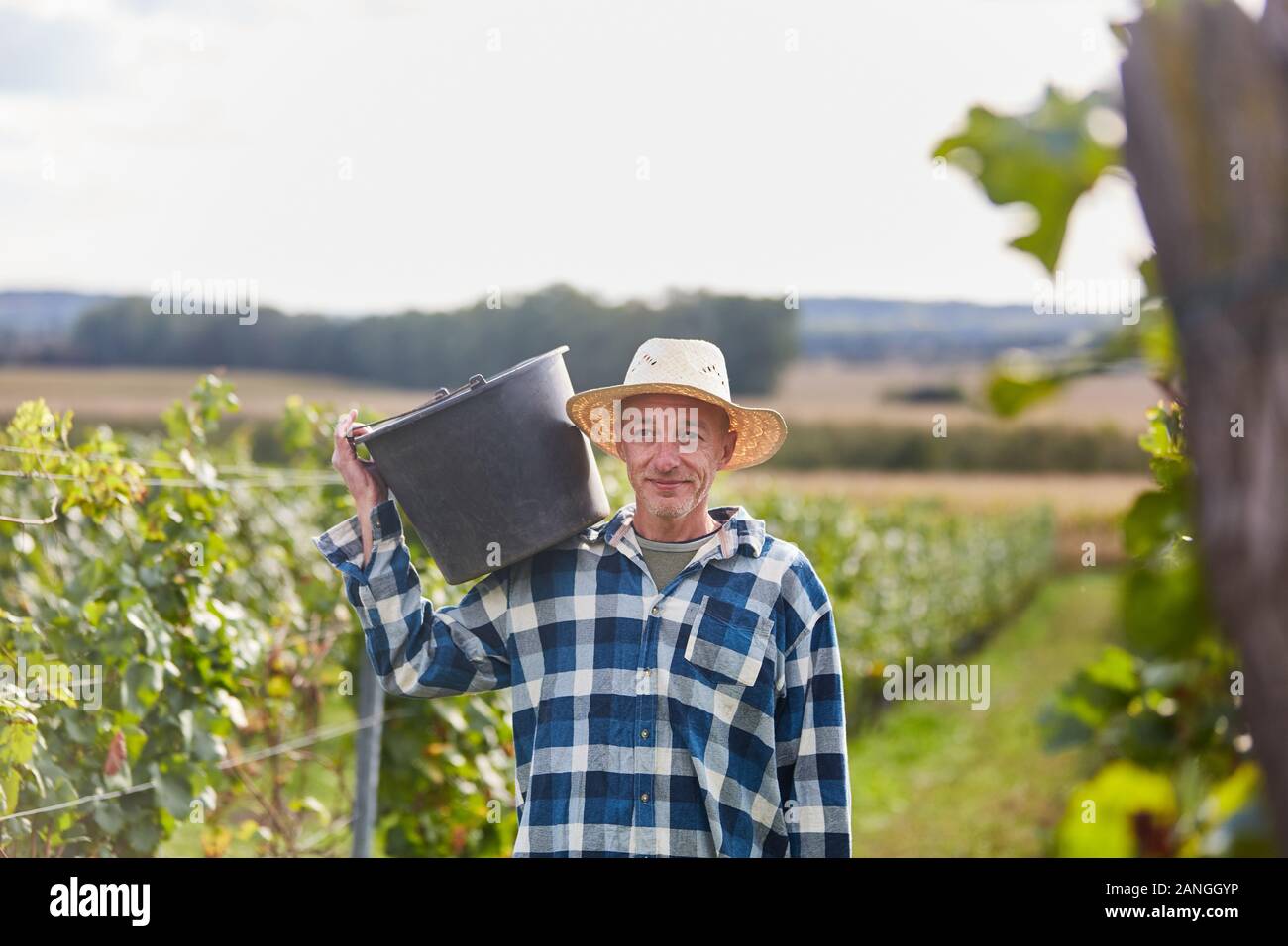Winzer oder der Ernte Arbeiter tragen Trauben in einem Eimer während der Ernte die Trauben Stockfoto