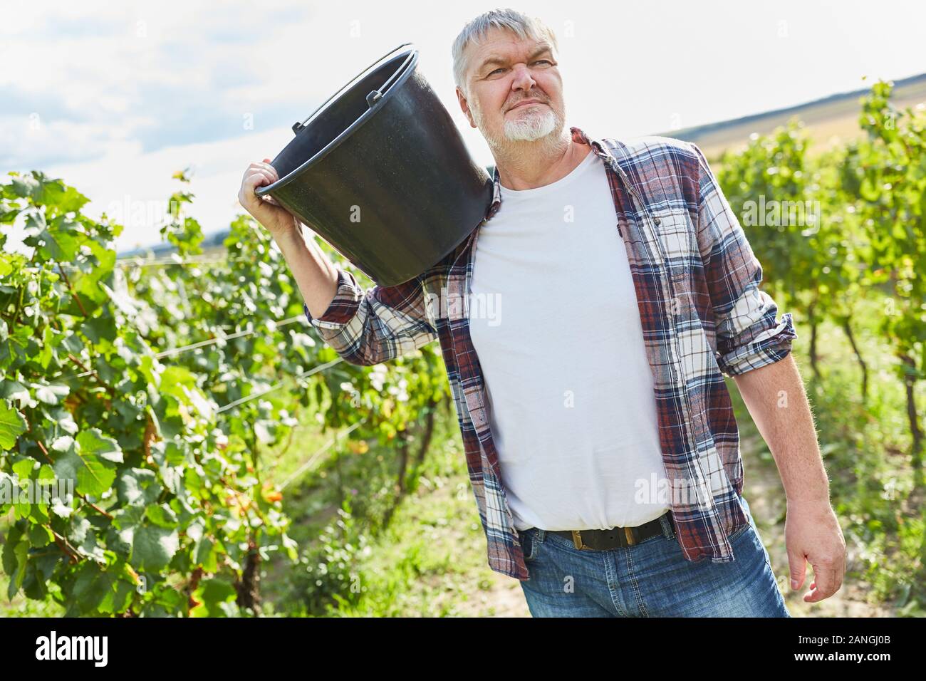 Ältere Ernte Arbeiter oder Saisonarbeiter, der mit einer Ladeschaufel Ernte Wein Stockfoto