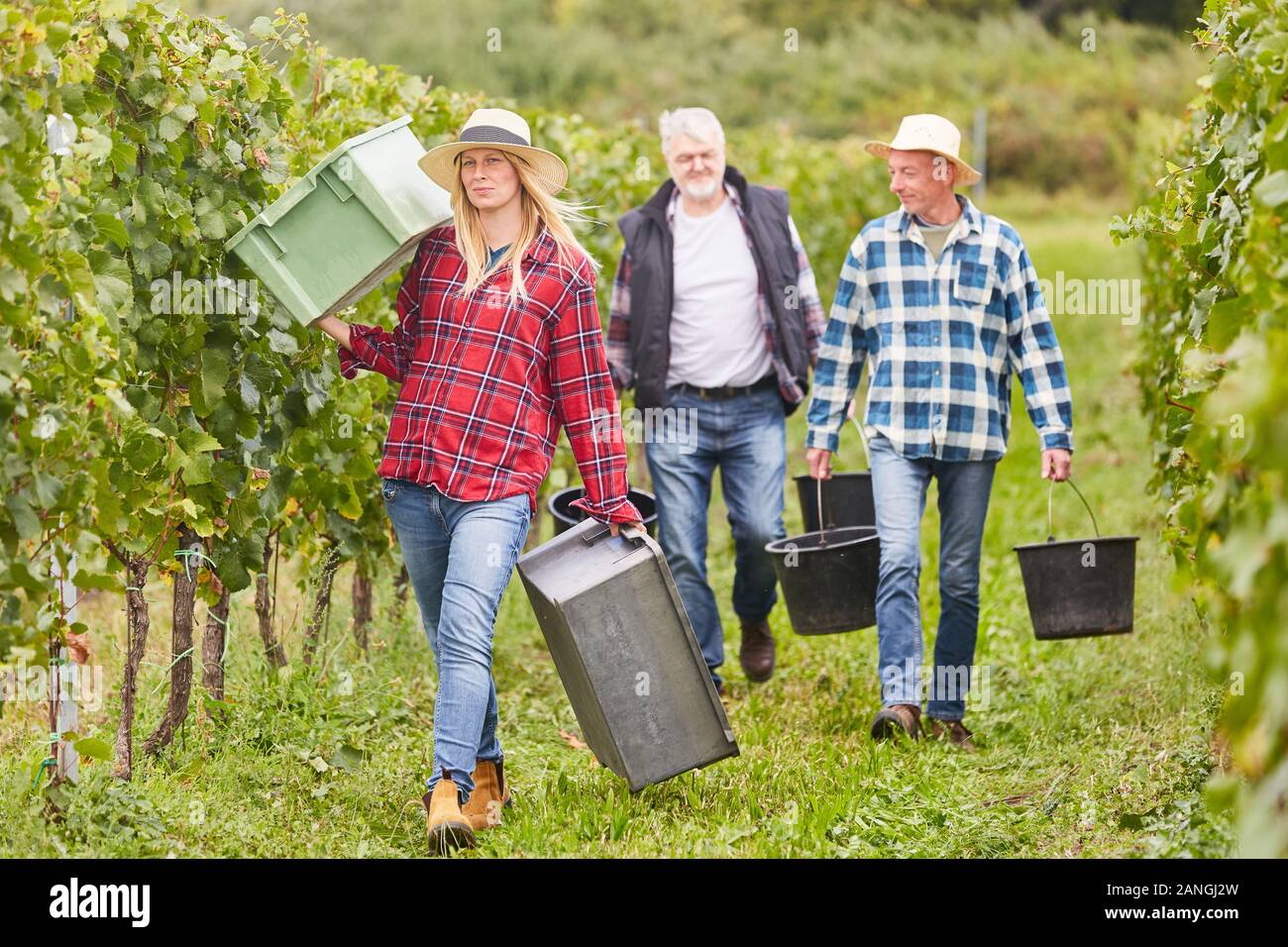 Drei Ernte Arbeiter als Saisonarbeiter in den Weinberg Ernte im Herbst Stockfoto