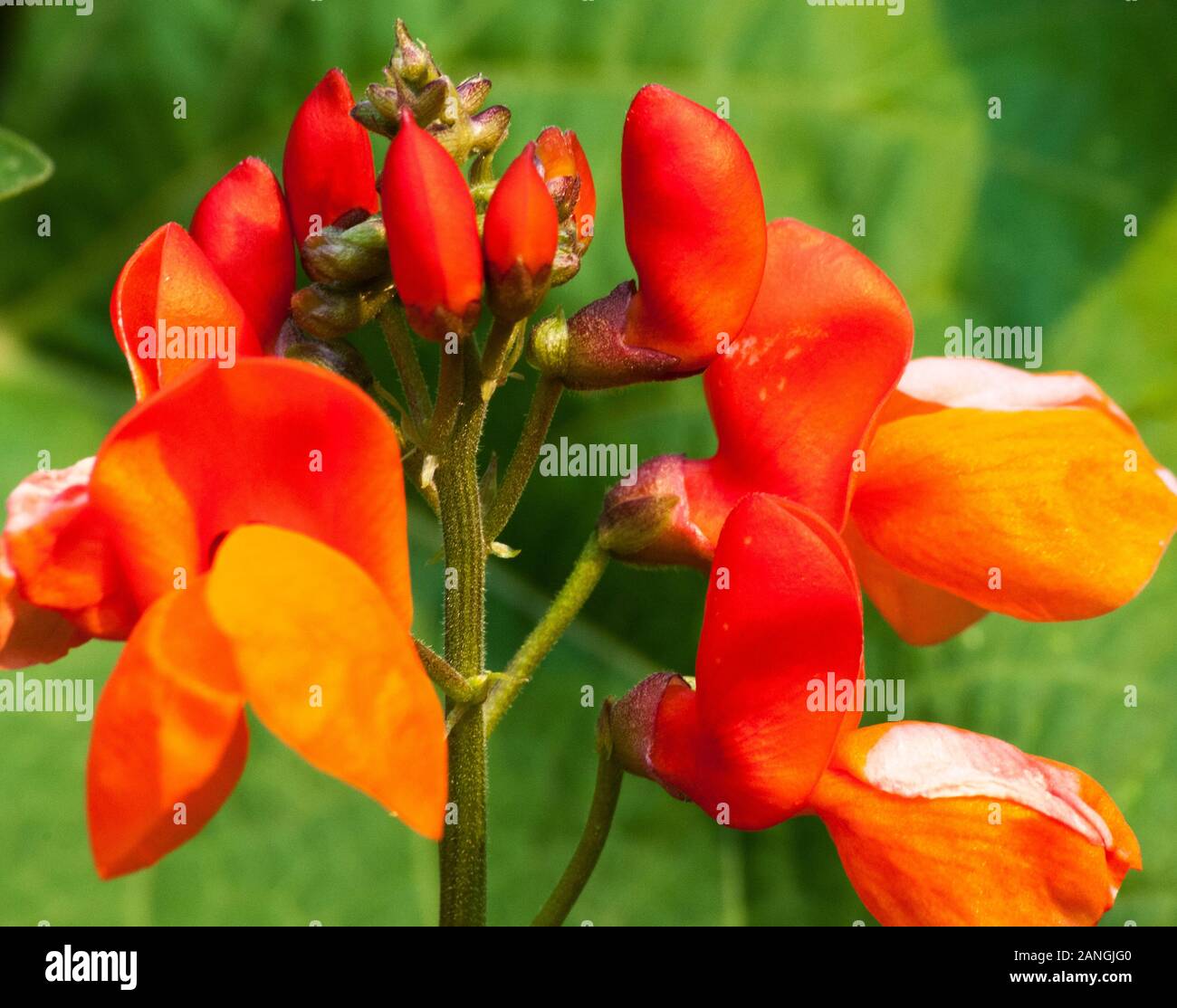 Phaseolus coccineus, Scarlet runner bean, in der Blume Stockfoto