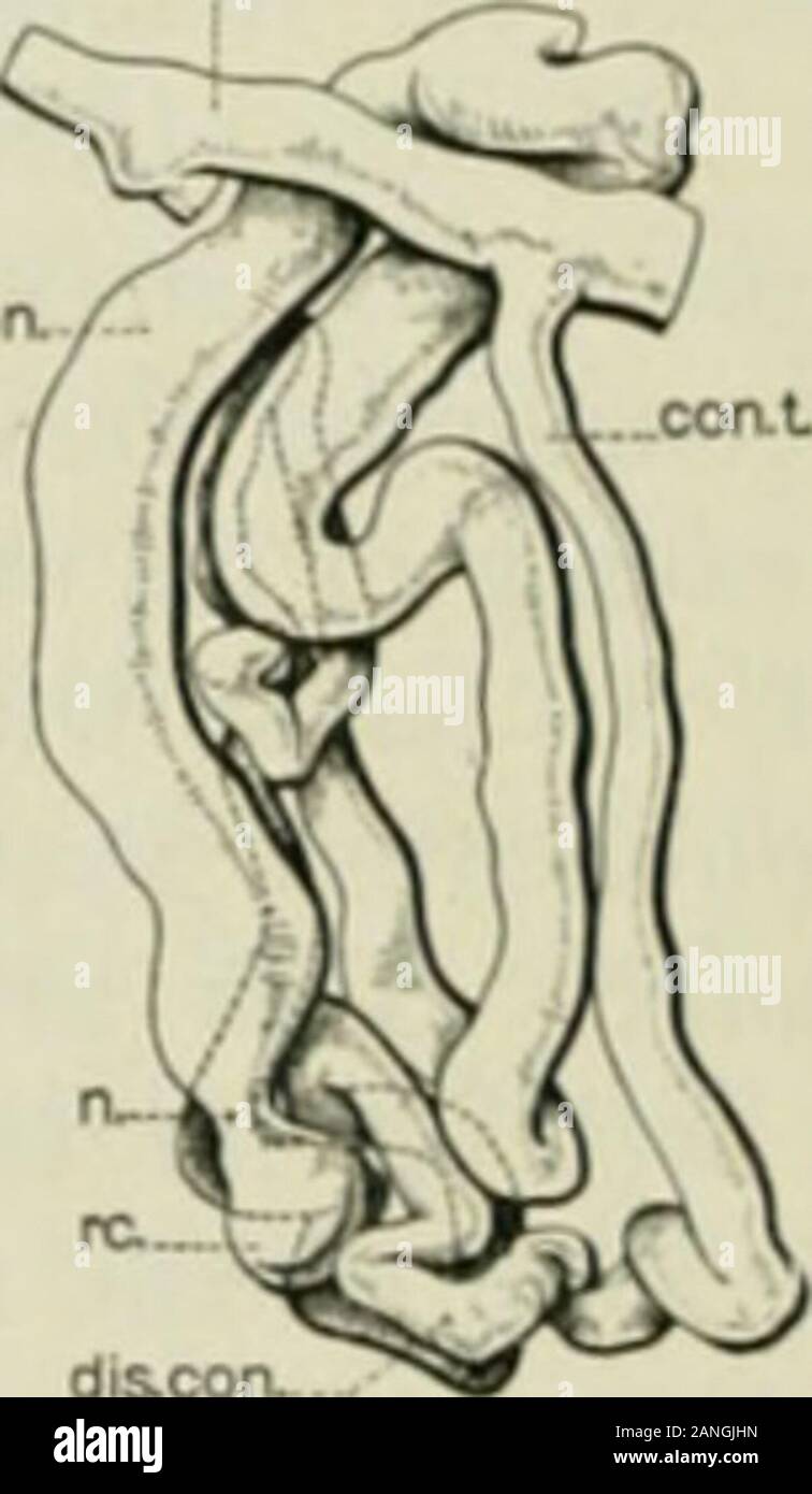 Die anatomischen Datensatz. pfOx. coa. A B Abb. 5. aixl B, zwei Nieren tuljulcs rekonstruiert aus der Niere ofChrysomys inarginata. X80. re. Nieren Korpuskel; n., Hals; Prox.con., proximalconvoluted scKinenf; int. Seg., intermediate Segment; rfis. Ron., distalen convolutedsegment; con.t., Anschluss Tubulus; Kinderbett. il.,. Der pseudolobules und an seinen Oberflächen erweitern. Die mainbranches des Kanalsystems, die sich aus der primären branchesof der Harnleiter, Strahlen aus dem ventralen auf der Rückenseite der Niere, Coursing in tlie kidne 3 Substanz, auf jeder Seite nearthe Oberfläche des pseudol Stockfoto