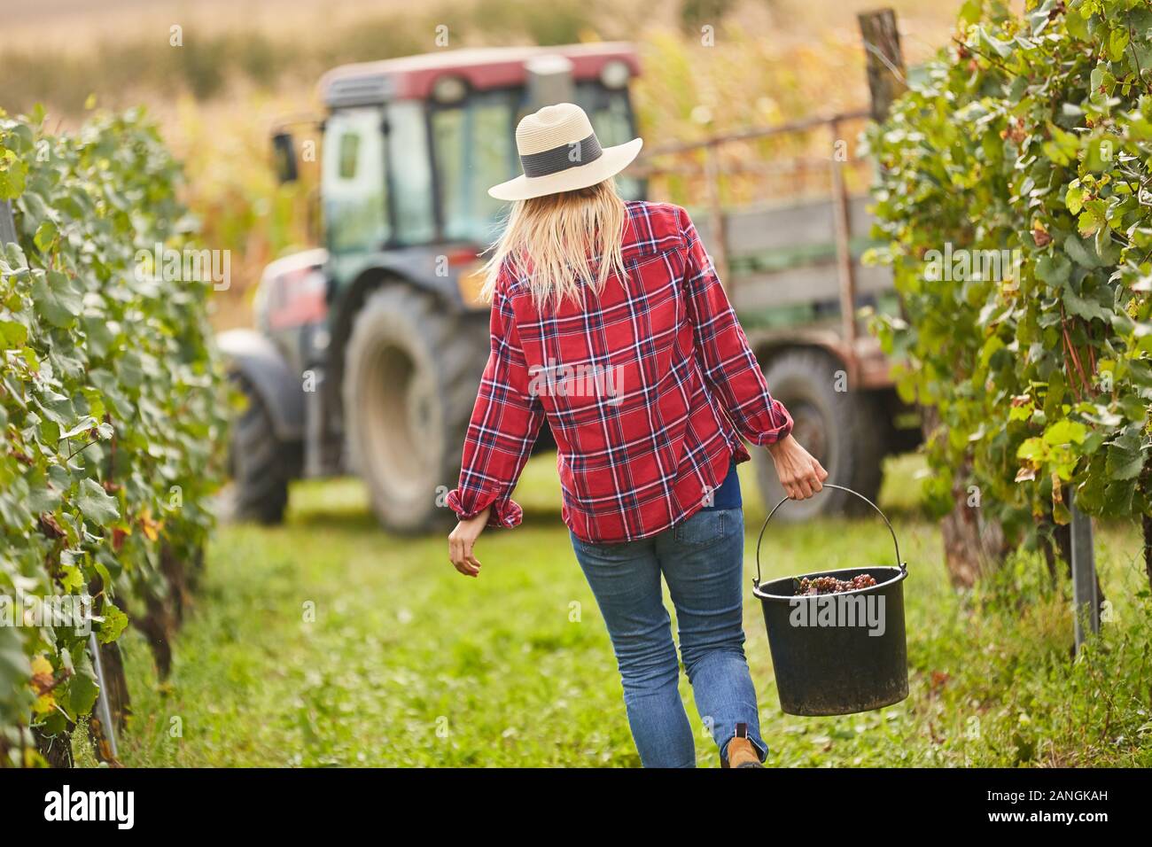 Junge Frau als Ernte Assistant mit einem Eimer Trauben Ernte Weintrauben Stockfoto