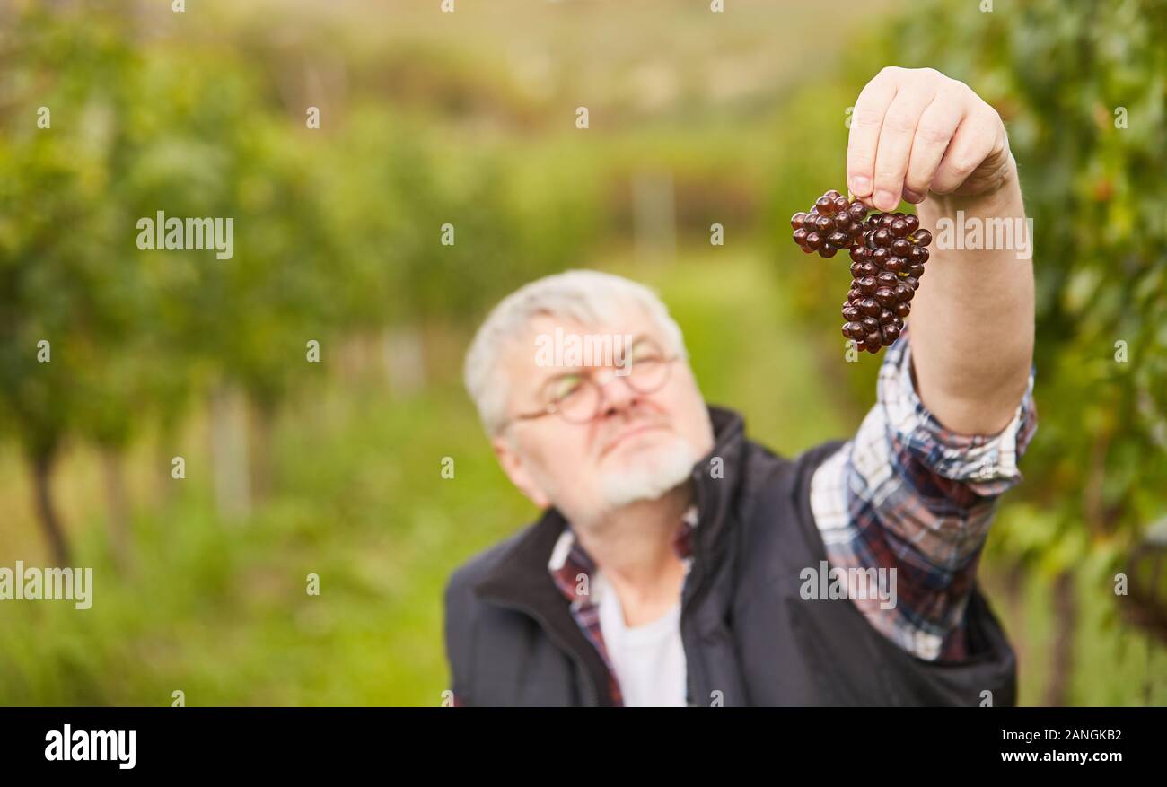 Ältere Winzer holt roten Trauben durch manuelle Weinlese Stockfoto