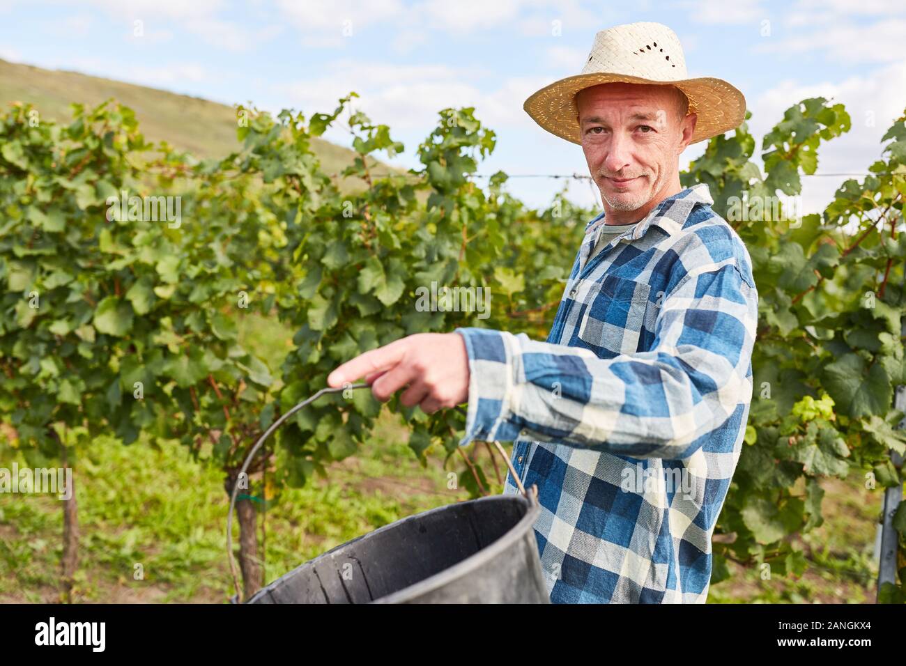 Erntemaschinen oder Saisonarbeiter Ernte Trauben im Weinberg im Herbst Stockfoto