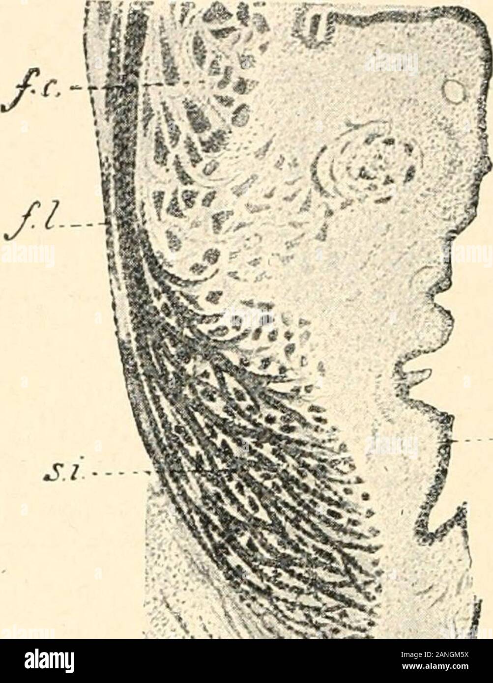 Die menschliche Physiologie. --Jv m wm Ich ¥ lb t&gt;, W&lt; * M-V-4-U! 6 iVjf | ffl. Herr - ICH! A; a; vliltii. ^.- - J&gt; •.. m. - *., |,.: ^ ich Fin. 1:27.-A. Abschnitt tli grobe Blase der jungen Frau, die in der Nähe der hinteren Wand der Kurve. (Versari.)&gt; (interne Schließmuskel; das Bündel von kreisförmigen Fasern wie in Kreuz gesehen, mit longitudinalfibers aus der Detrusor urinae zwischen angezeigt. 5e, externen Schließmuskel der quergestreiften Muskeln; fl.,/C., Längs- und kreisförmigen Fasern, von denen die muskulösen Mantel der Blase besteht, und die bei der Bildung der Detrusor urinae vereinen. B. durch Blase Stockfoto