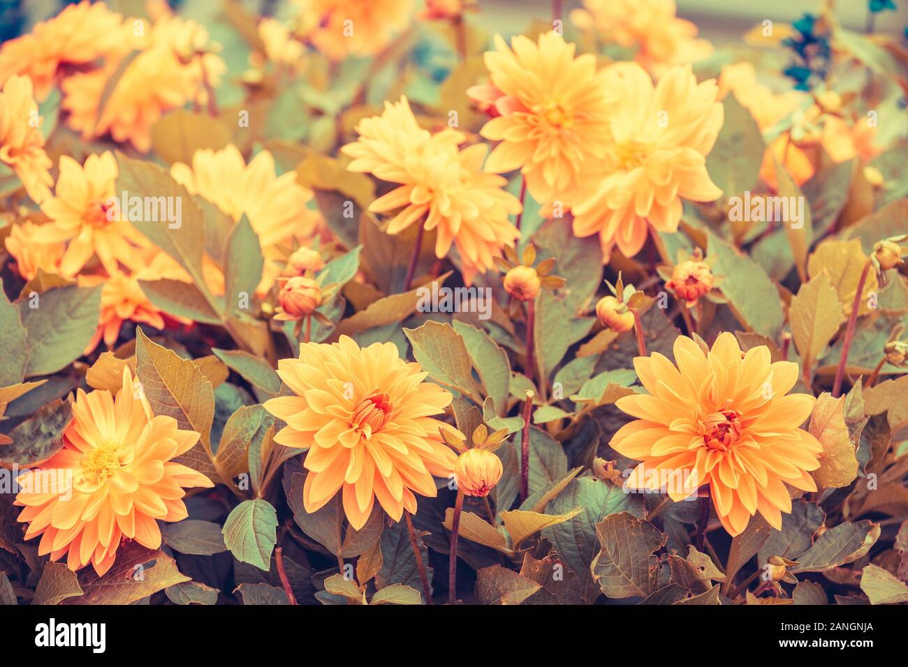 Vintage Dahlien blühen Blumen im Garten im Sommer. Blumen Natur Hintergrund Stockfoto