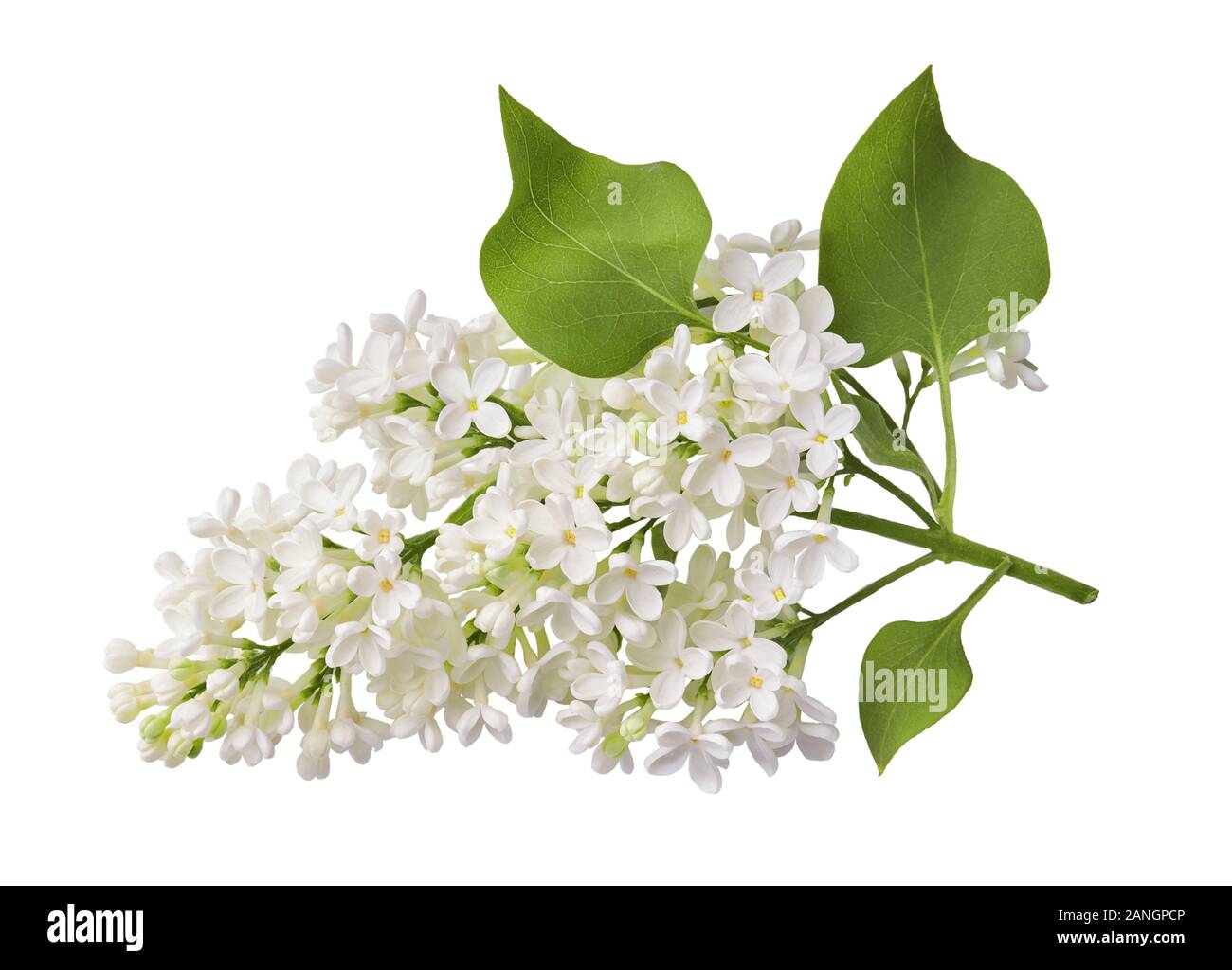 Zweig der Weiße flieder Blume mit frischen Blätter auf weißem Hintergrund. Stockfoto