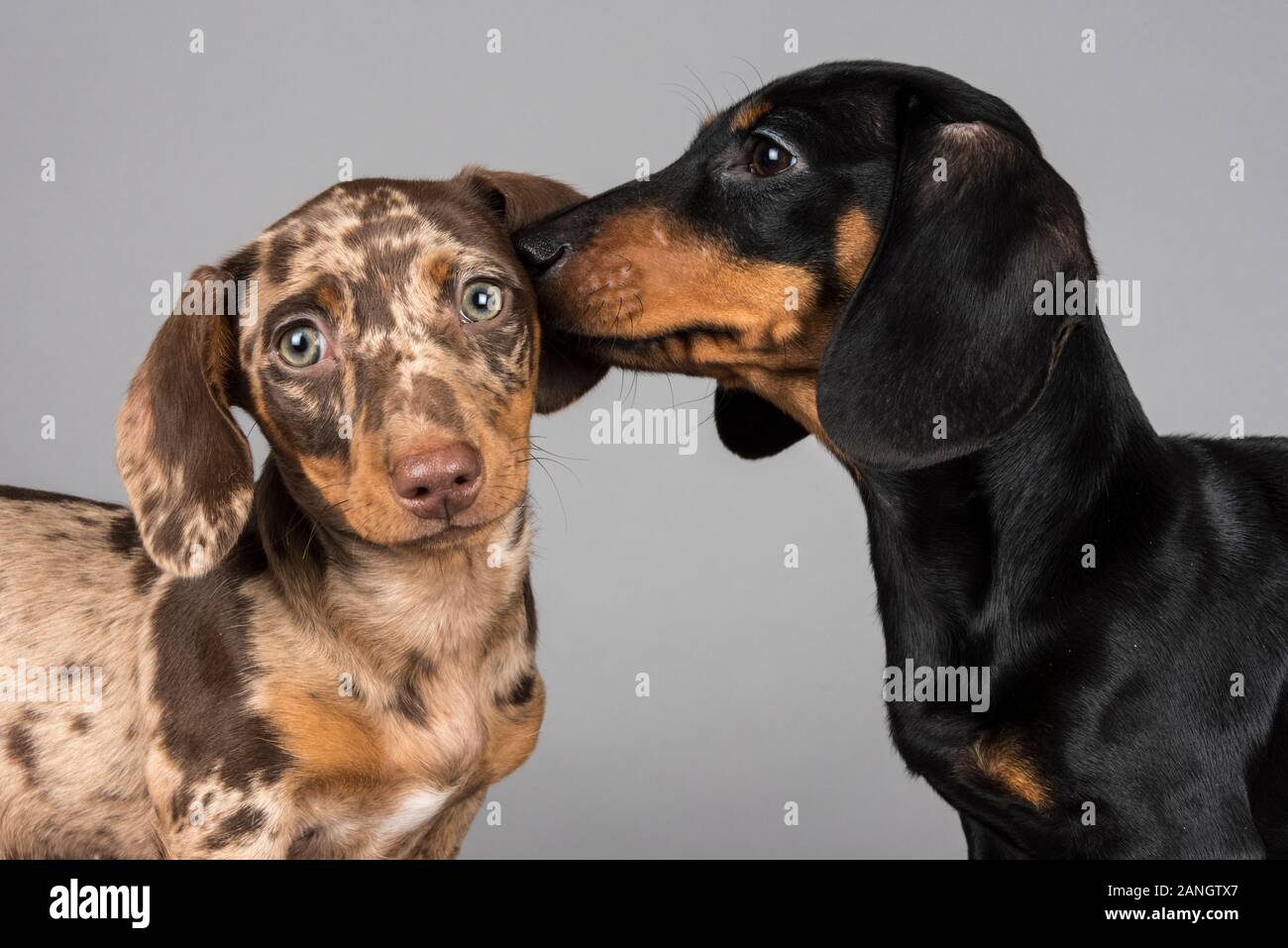 Doppelte Probleme! Doggy Friends in Großbritannien Stockfoto