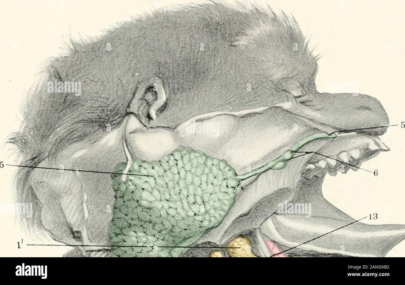 Beiträge zur Anatomie und Entwicklung der Speicheldrüsen in der
