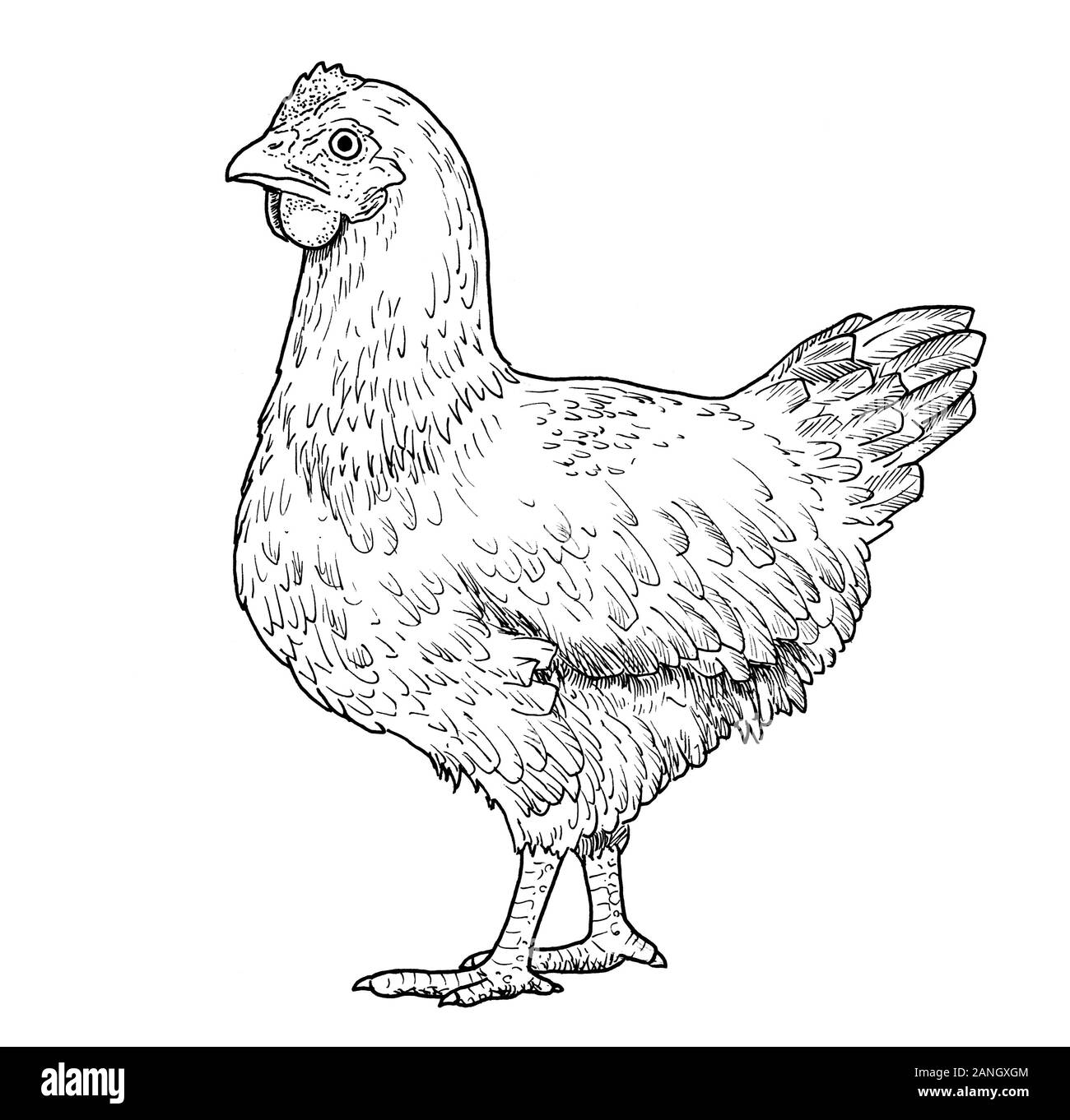 Zeichnung der Henne. Skizze der erwachsenen weiblichen Huhn, schwarz und weiß Abbildung: Stockfoto