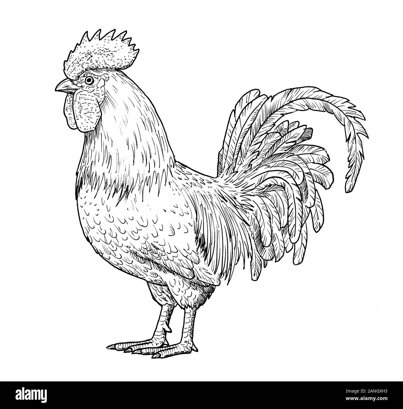 Zeichnung von Hahn. Skizze der erwachsenen männlichen Huhn, schwarz und weiß Abbildung: Stockfoto