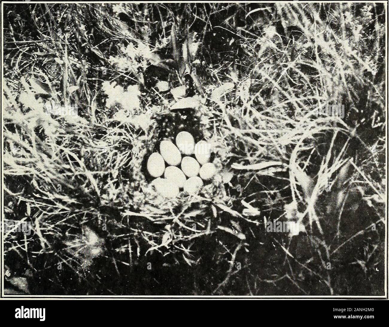 Wasservögel und ihre Nahrung Pflanzen in der Sandhill Region von Nebraska. Abb. I.-Nest von Blässhuhn (Fulica Americana Americana). Foto am Pelican Lake, östlichen Cherry County, Nebr., am 10. Juni 1915.. Abb. 2.-Nest von Pintail (Dafila tzitzihoa acuta). Fotos bei Dewey Lake, östlichen Cherry County, Nebr., am 5. Juni 1915. Wasservögel in Nebraska. 29 t KÖNIG SCHIENE. Rallus elegans. Diese Sorte hat am Forellensee gezüchtet und an einigen der anderen Organe der waterin dieser Region, aber anscheinend ist selten. VIRGINIA RAIL. Rallus virgimanus. Diese Schiene scheint selten zu sein, obwohl viele Bewohner von Bekannten Stockfoto