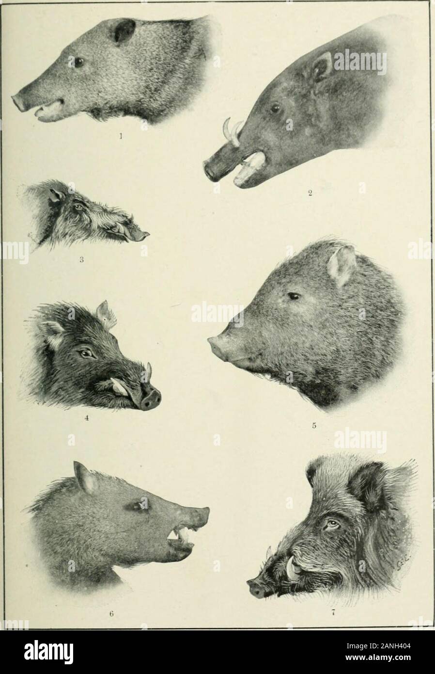 Dschungelpfaden und Dschungel Menschen: Reisen, Abenteuer und abservation im Fernen Osten. burstfrom den Dschungel vor der Klopfer. Es kann beanything von einer Maus Rotwild zu einem Tiger. Schwein - festsitzen würde unmöglich in Malay. Urwald von großen, glatten Baumstämmen risestraight in die Luft fünfzig oder sechzig Füßen beforesending heraus ihre Vordach Tops, die kaum durch permitsunlight zu sichten. Weit unter wächst ein tan-gled Masse von Palmen, Farne und kleine Bäume boundtogether von Rattan-, Zuckerrohr- und Kletterpflanzen von suchstrength und Fülle, dass die Abenteurer mayadvance nur durch häufigen Gebrauch des Messers. Stockfoto