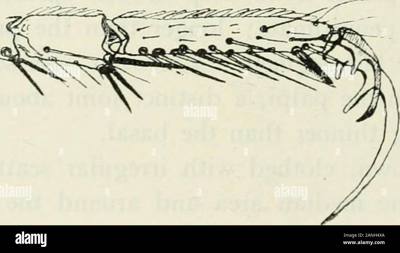 Annalen der Tropenmedizin und Parasitologie. Wie drei Klaue ^s).. Abb. I. MuciJus nigcrrimm. ii. Fore ungues Wings: Meist dunklen Schuppen, mit ein paar verstreute Weiße; erste Gabel - Zelle deutlich länger und schmaler, dass die zweite, itsbase näher an der Unterseite der Flügel, seinen Stamm Solange die Zelle, Stamm 593 der zweiten länger als die Zelle; dritte lange Ader sehr nahe zweite; Cross-Adern dick, getrübt, alle drei nahe beieinander; fringewith acht weiße Flecken; die spärlichen dunklen Schuppen geben die Flügel aspotted Aussehen. Halleres gelb, Knopf Schwarz an der Spitze. Länge. 7 mm. Habita Stockfoto