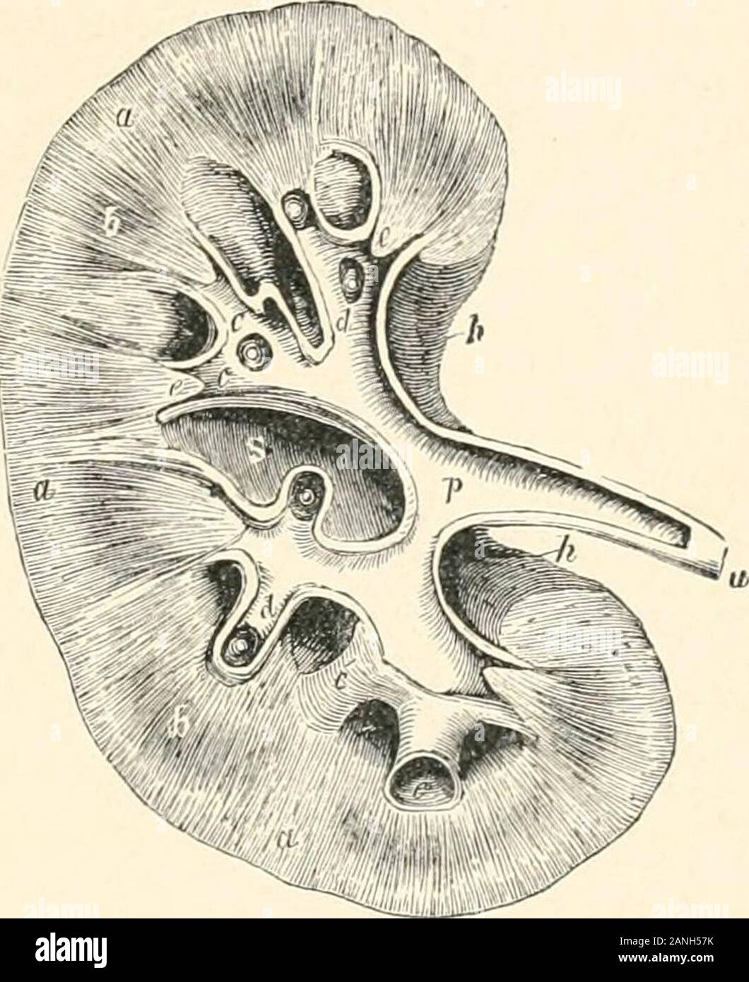 Die menschliche Physiologie. Abb. 108.- (Links.) Darstellung der Beziehung von uriniferous Tubuli, Blut-Gefäße. (Nach Bow-Mann.) ein, einer der interlobular Arterien; a, zuführenden Arterie in Glomerulus; e in einer Kapsel aus Glomerulus; t, wendelschlauch; ee, Efferenten Gefäße, die Unterteilung in Plexus j,, um das Rohr, und schließlich in interlobular Vene beenden, e. Schwein. 109.- (Rechts.) Plan der Längsschnitt durch das Becken und die Substanz der rechten Niere. Die Hälfte der natürliche Größe, a, kortikalen Substanz; b, b, breiten Teil der beiden Pyramiden von Malpighi, c, c, die Divisionen der Becken namens Ca Stockfoto