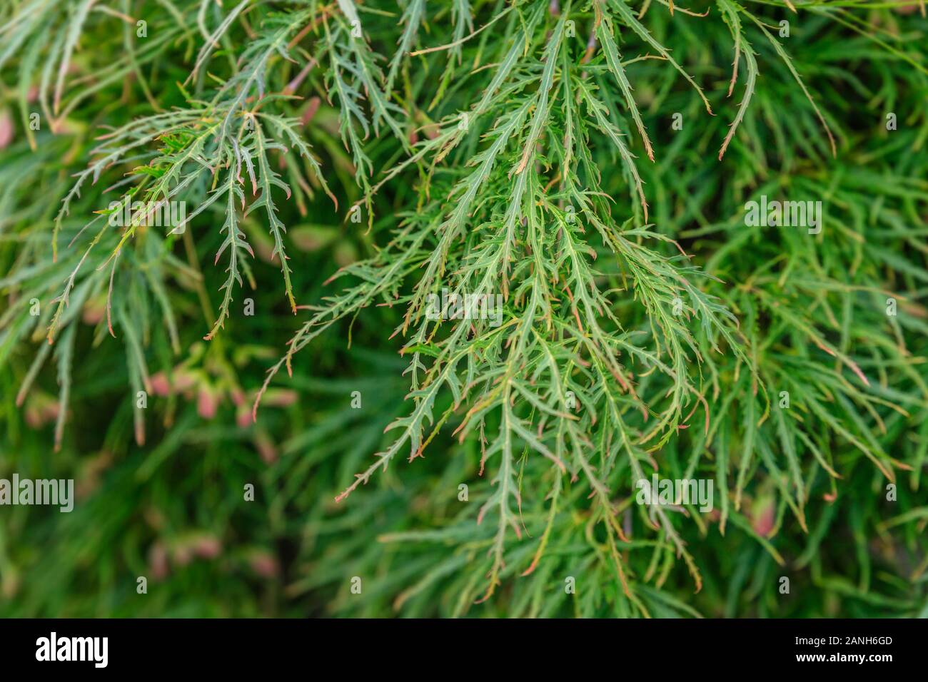 Japanischer Ahorn 'Dissectum, Acer palmatum 'Dissectum', Frankreich, Paris, Orleans, Orleans-la-Source Parc Floral de la Source // Erable du Japon würde, ist Stockfoto