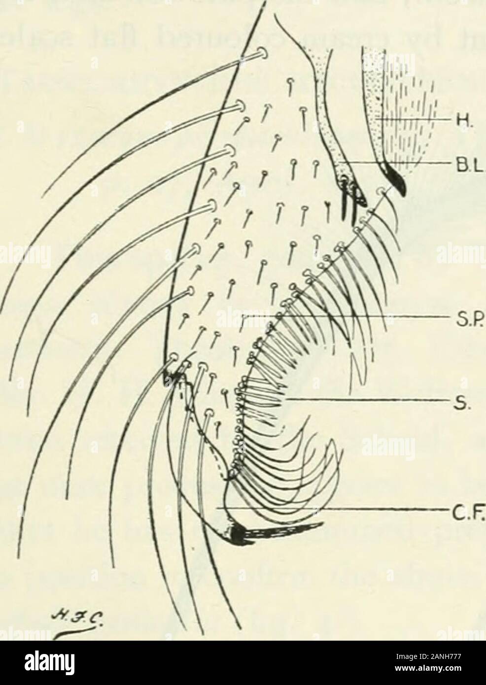 Annalen der Tropenmedizin und Parasitologie. e folgten die Herren Howard, Knaband Dyar und der Schriftzug in allen Größen wie folgt: - s.p. = Seite Stück; c.f. = Verschluss filament; u=unci; h = harpe; b.l. = bajallobe der Seite Stück. 583 und mehrere lange, stark gekrümmten auf der apikalen Lappens - likeprojection; zwischen diesen Gruppen der Haare befinden sich sechs oder sevenlanceolate Stacheln (Abb. i s), aber die Anzahl dieser scheint zu schwanken, da in der Probe von Ashanti nur drei sichtbar sind. Claspfilament vergleichsweise kurze und Stout, leicht erweitern auf der vorgeschriebenen Seite in der Nähe der middl Stockfoto
