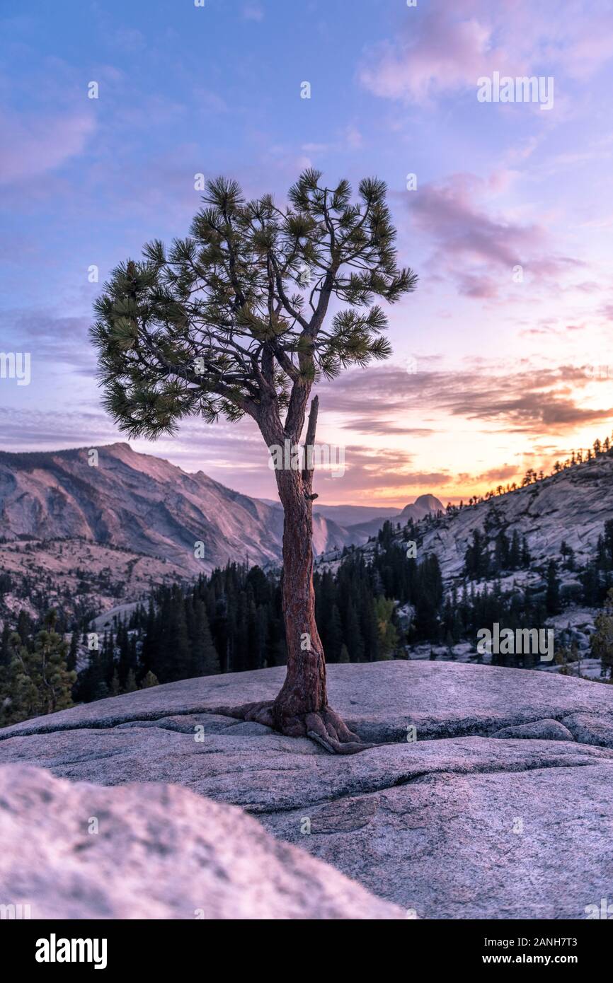 Sohlenbaum bei Sonnenuntergang, Olmsted Point, Yosemite Stockfoto