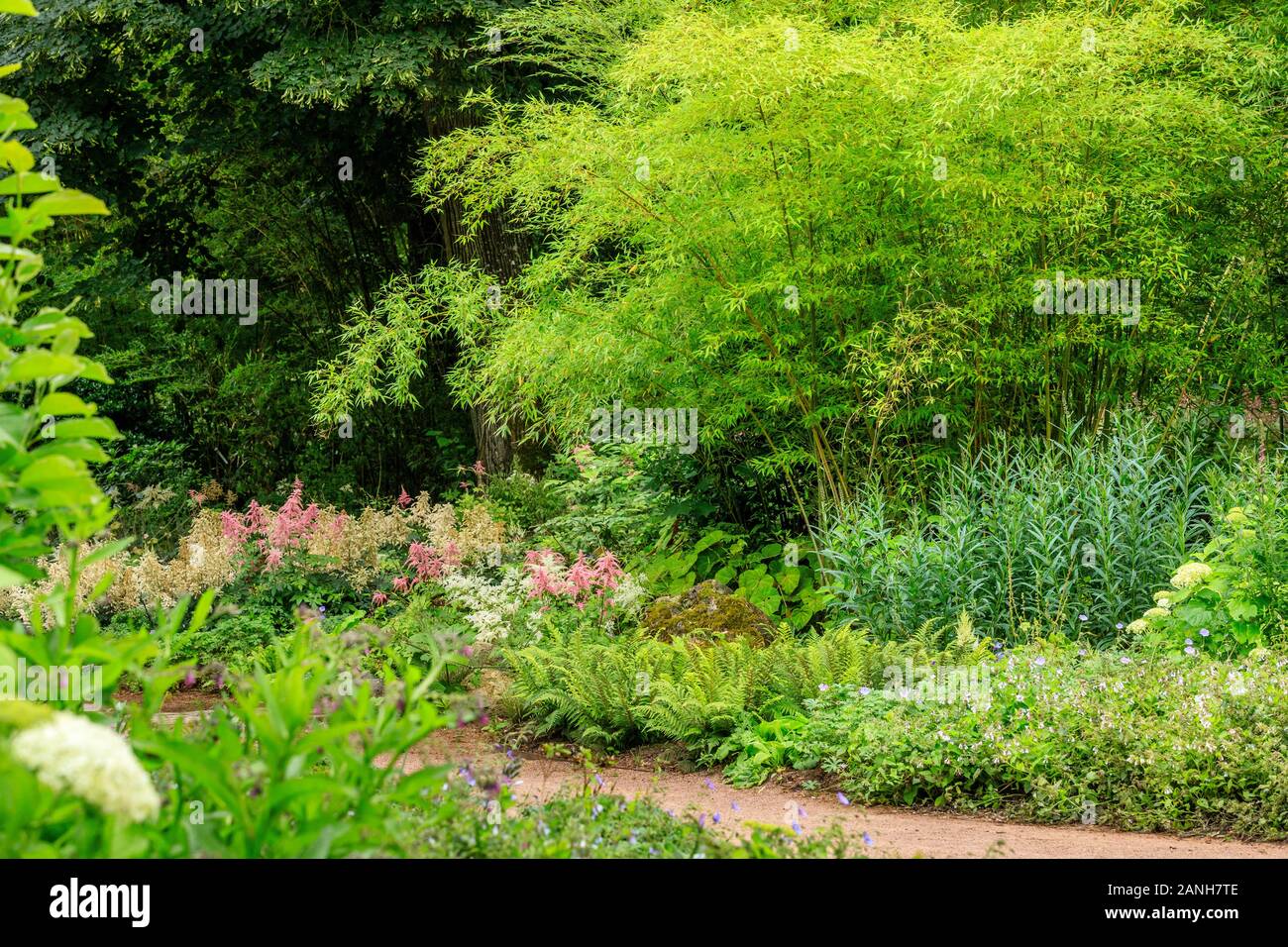 Bambus Astilbe, Begonia grandis ssp. evansiana, Frankreich, Paris, Orleans,  Orleans-la-Source Parc Floral de la Source // Massiv avec,  Argenton-sur-Creuse, wie Stockfotografie - Alamy