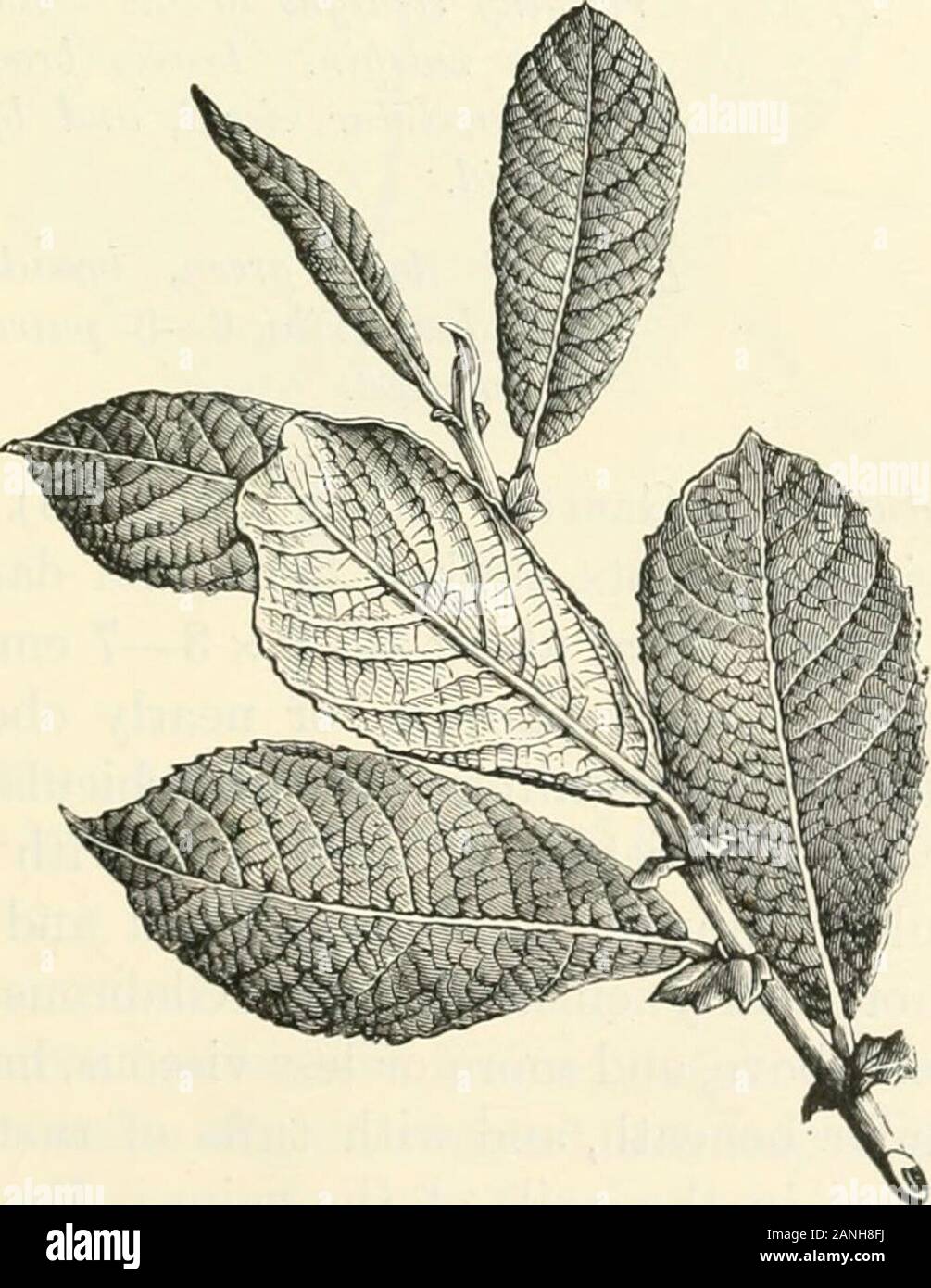 Bäume; ein Handbuch der Wald - Botanik für die Wälder und das Labor. Aber normalerweise moreprominent unterhalb und oberhalb versenkt, und das Blatt ellipticalor abgerundet eiförmig und breiter. Es gibt keine stomataabove. [8. Caprea, var. Cinerea, hat in der Regel schmaler lanzettförmige Blätter - verkehrt eiförmig, spitz zulaufend und ca. 5 - 12 x 2 - 5 cm.; aber sie unterscheiden zu länglich oder länglich-eiförmig, verkehrt eiförmig; EARED WILLOW 257 oder elliptisch-zu länglich-Lanzettlichen; akute oder kurz acumi - nate, und mehr tomentose Triebe, Knospen und Blätter, diese besonders Grau - Tomentose oder rötlich auf alten leavesbeneath. Äderung wie in 8. Caprea und sogar Stockfoto