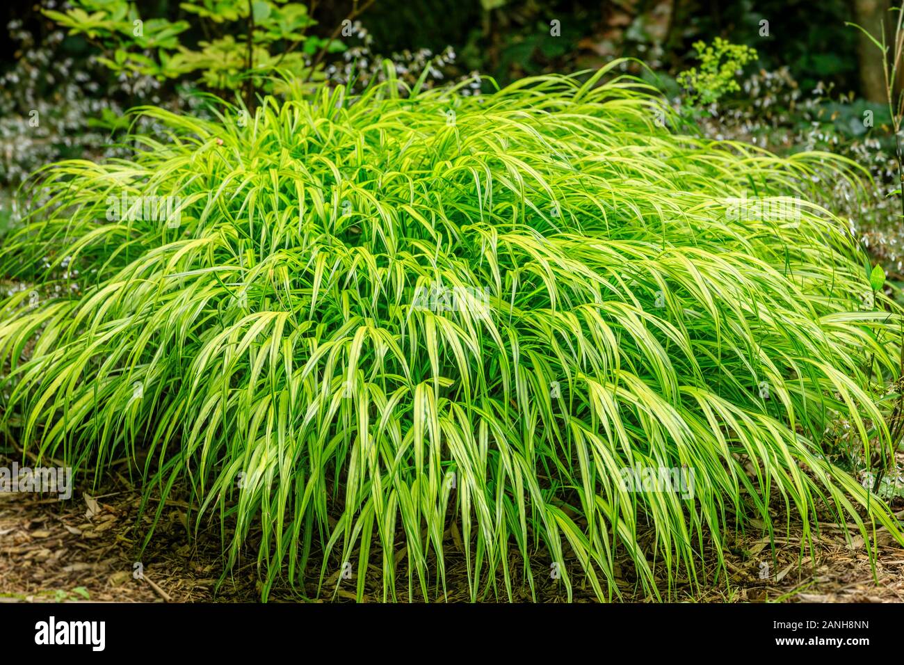 Hakonechloa macra 'Aureola', Hakone Gras 'Aureola' oder Japanischen Wald Gras 'Aureola', Frankreich, Paris, Orleans, Orleans-la-Source Parc Floral Stockfoto