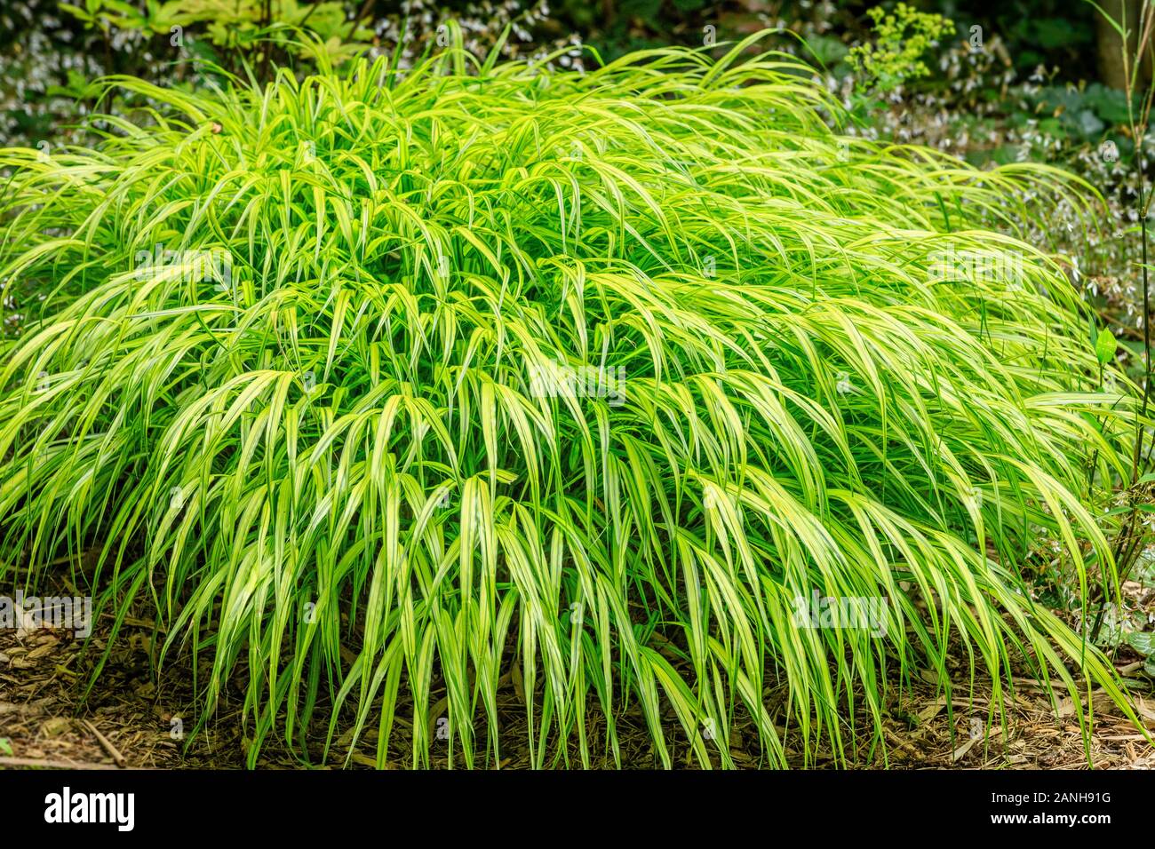 Hakonechloa macra 'Aureola', Hakone Gras 'Aureola' oder Japanischen Wald Gras 'Aureola', Frankreich, Paris, Orleans, Orleans-la-Source Parc Floral Stockfoto